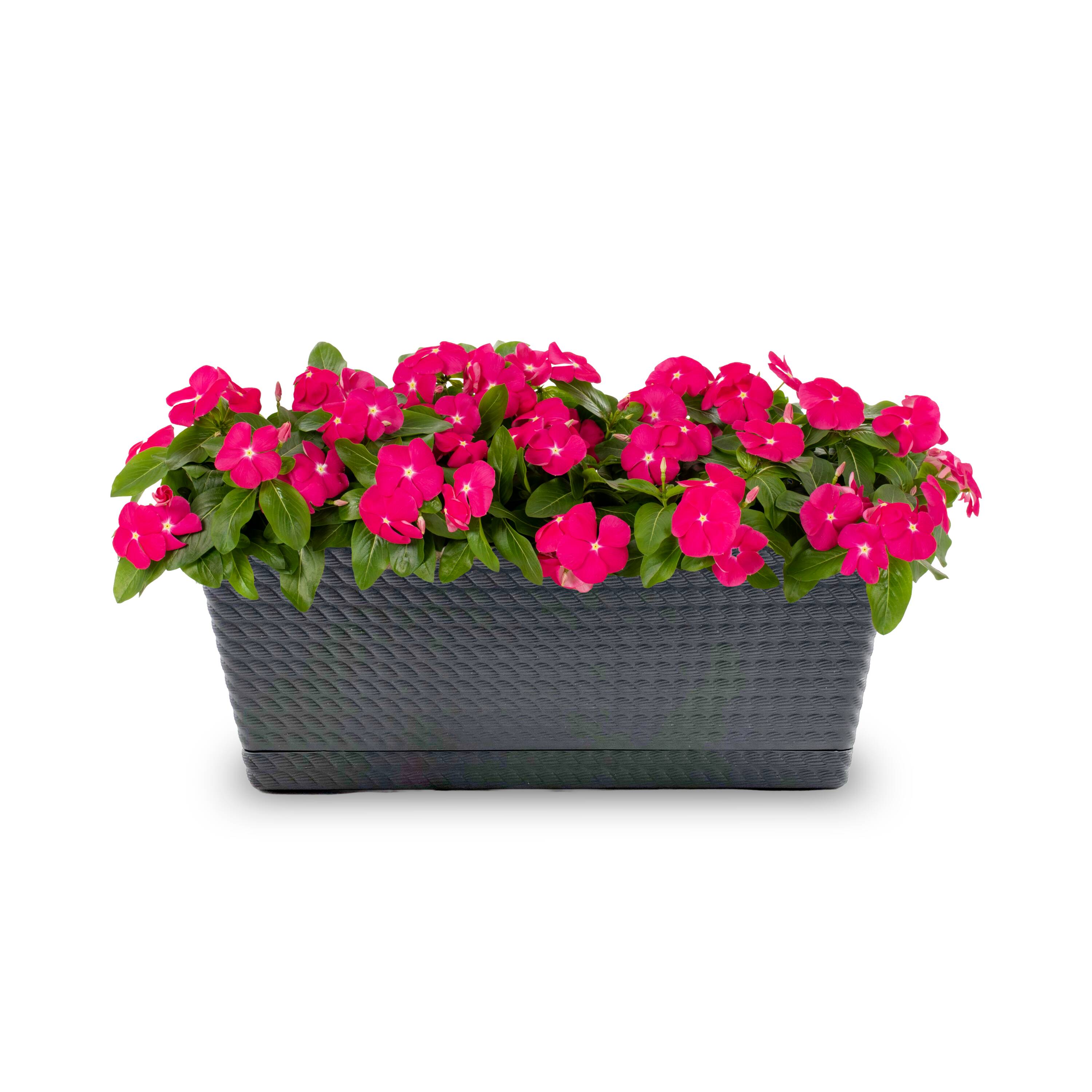 3 Quart(s) Assorted colors Vinca 1 -Pack