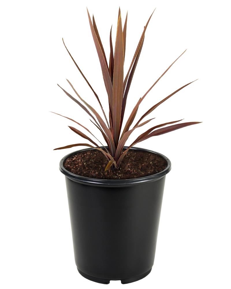 Cordyline Plant in 3.2-Quart Pot in the Perennials department at Lowes.com