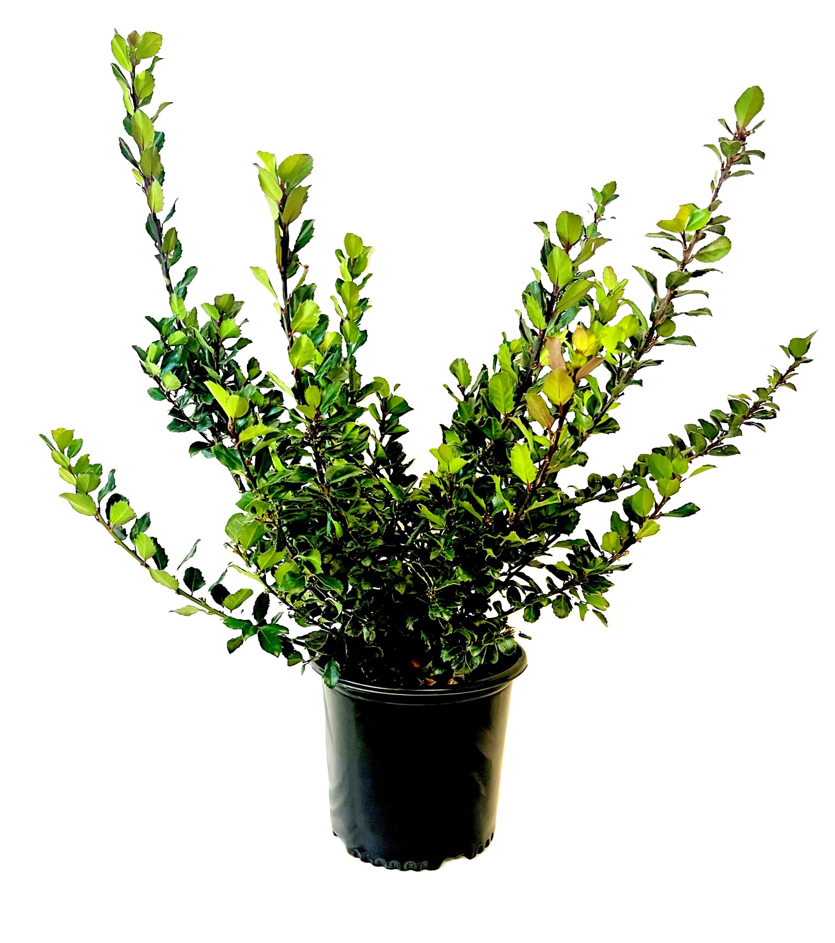  O474003 Blue Prince Holly Foundation/Hedge Shrub in 2.25 -Gallon Pot 1 -Pack with White Blooms