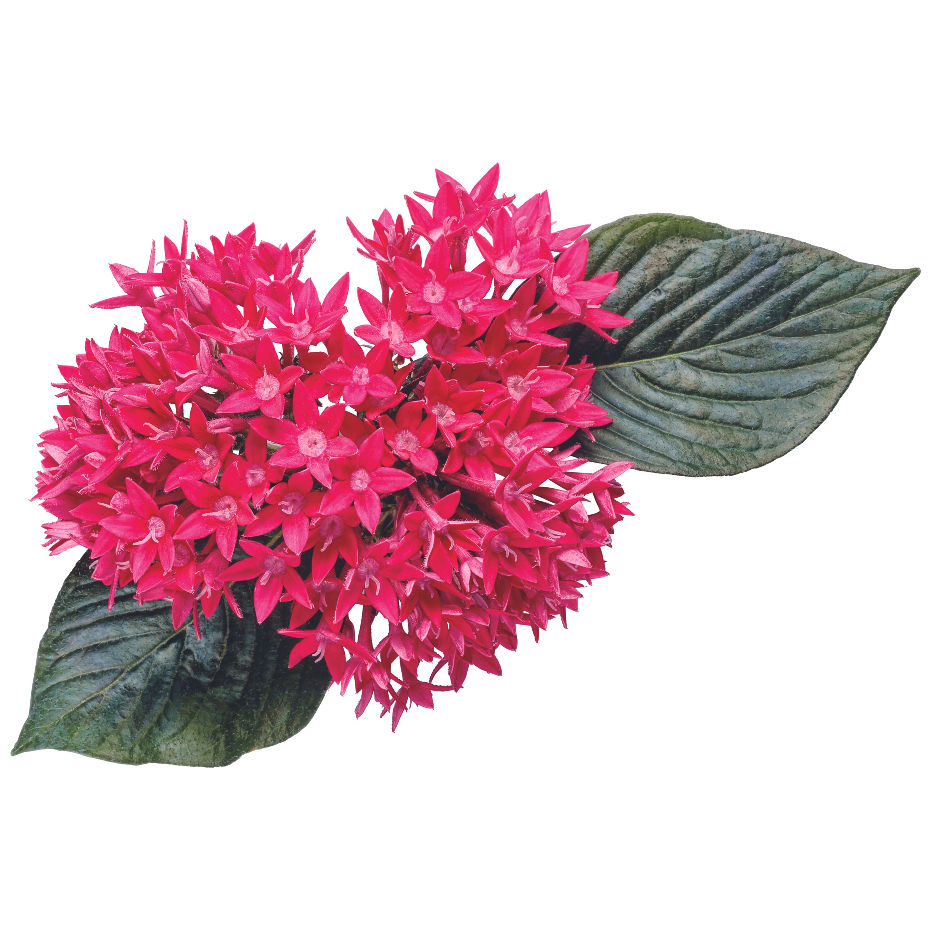 Proven Winners PENPRW2027504 annuals - View #3