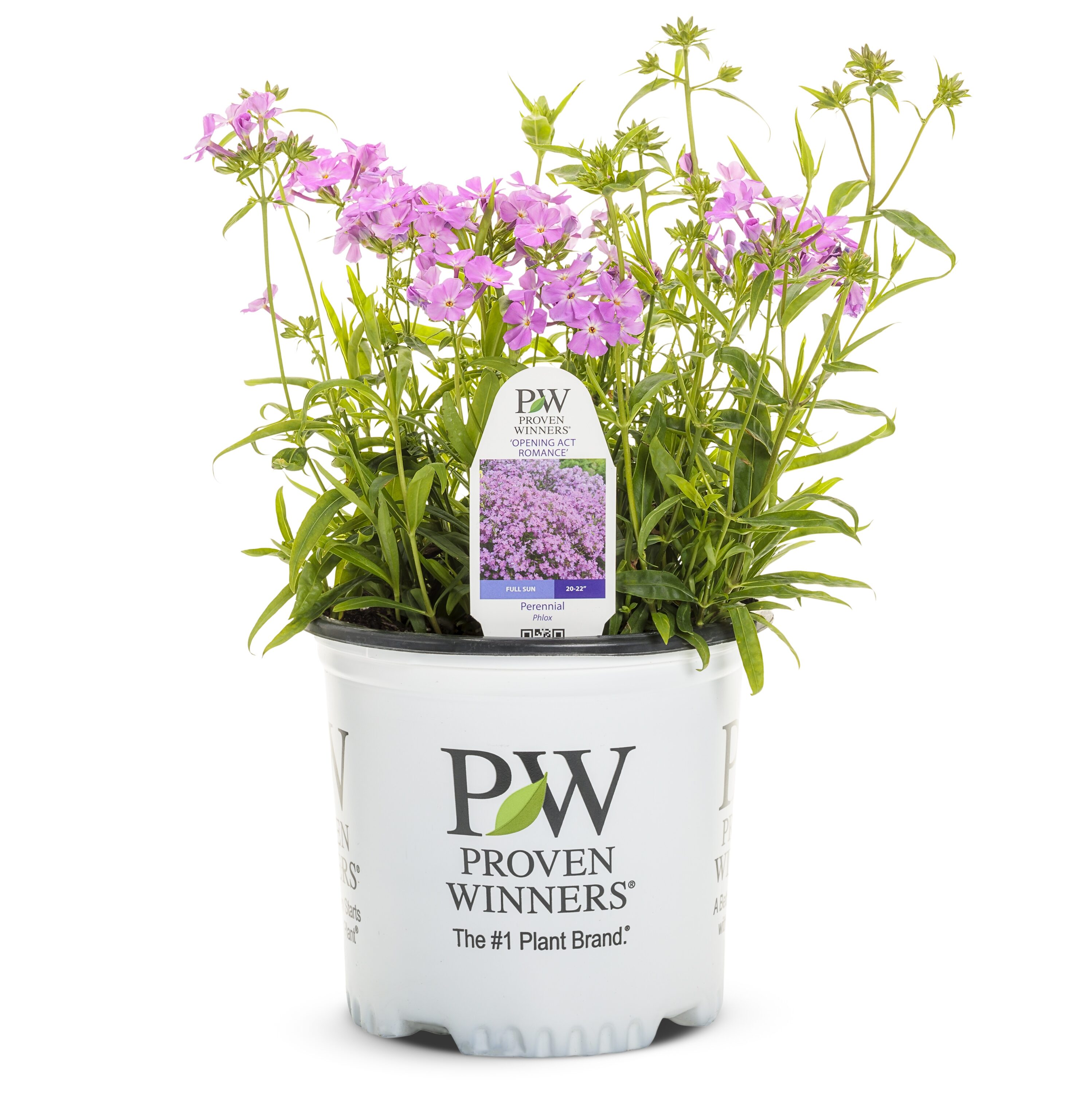 Proven Winners PHLPWP2156102 Purple Phlox Plant in 1-Gallon Pot