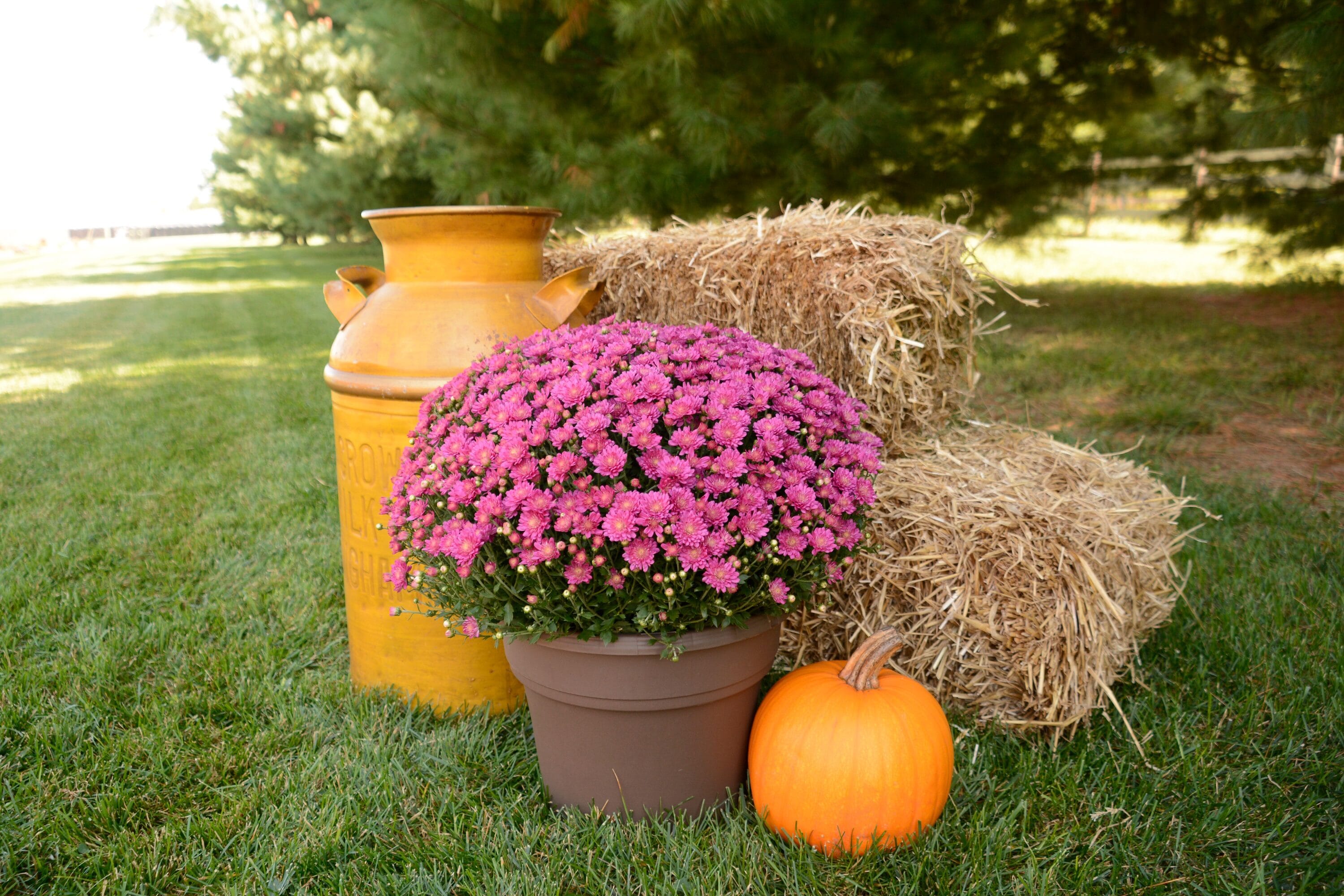  1560 annuals - View #3