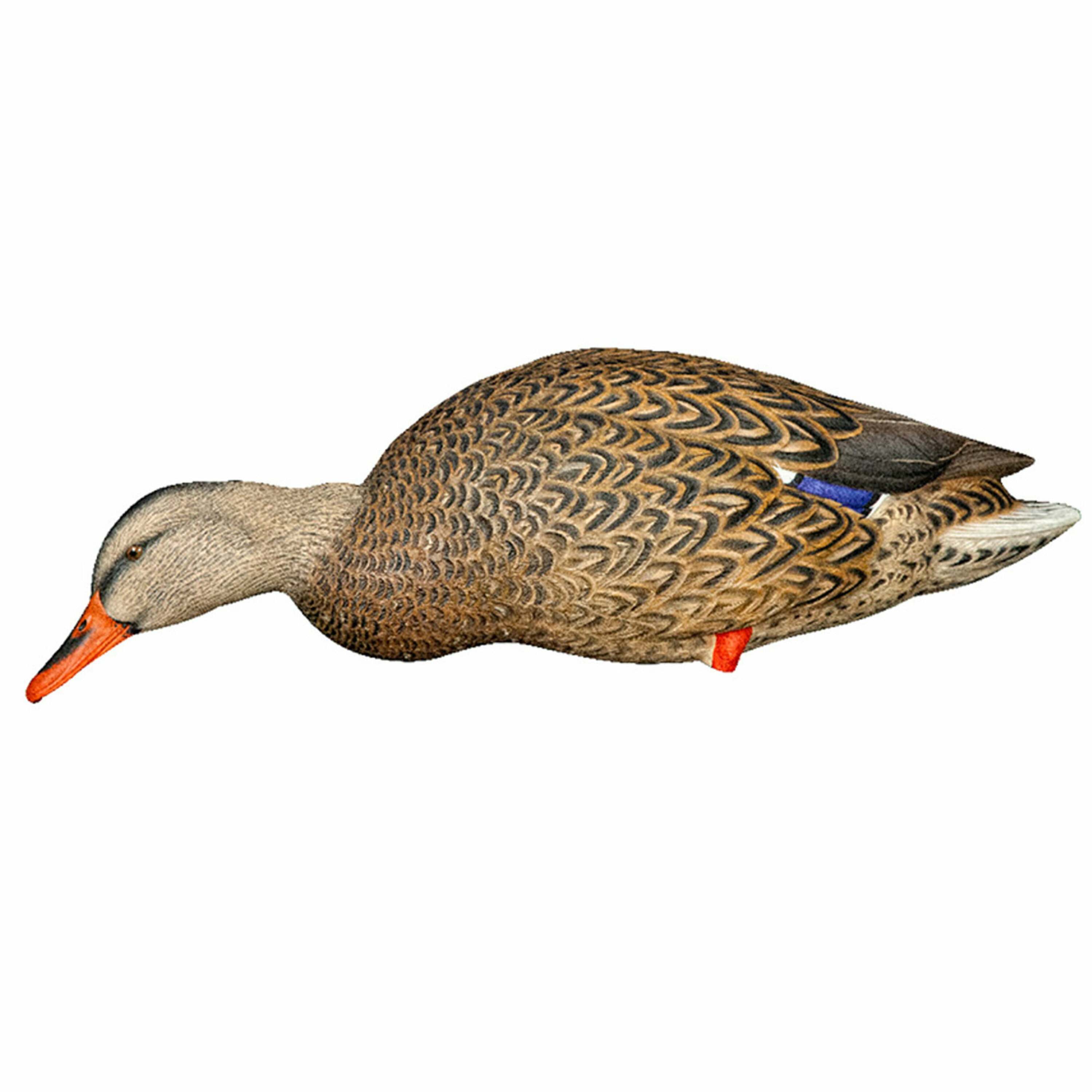  Avian X 408530 Hunting-Equipment - View #11
