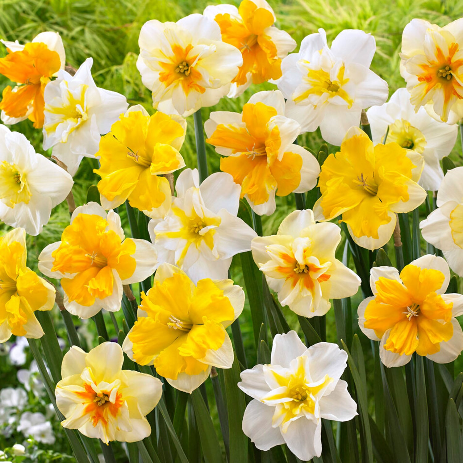 Garden State Bulb ECF-98-25-01 Multicolor Split Corona Butterfly Daffodil Bulbs 25 Count