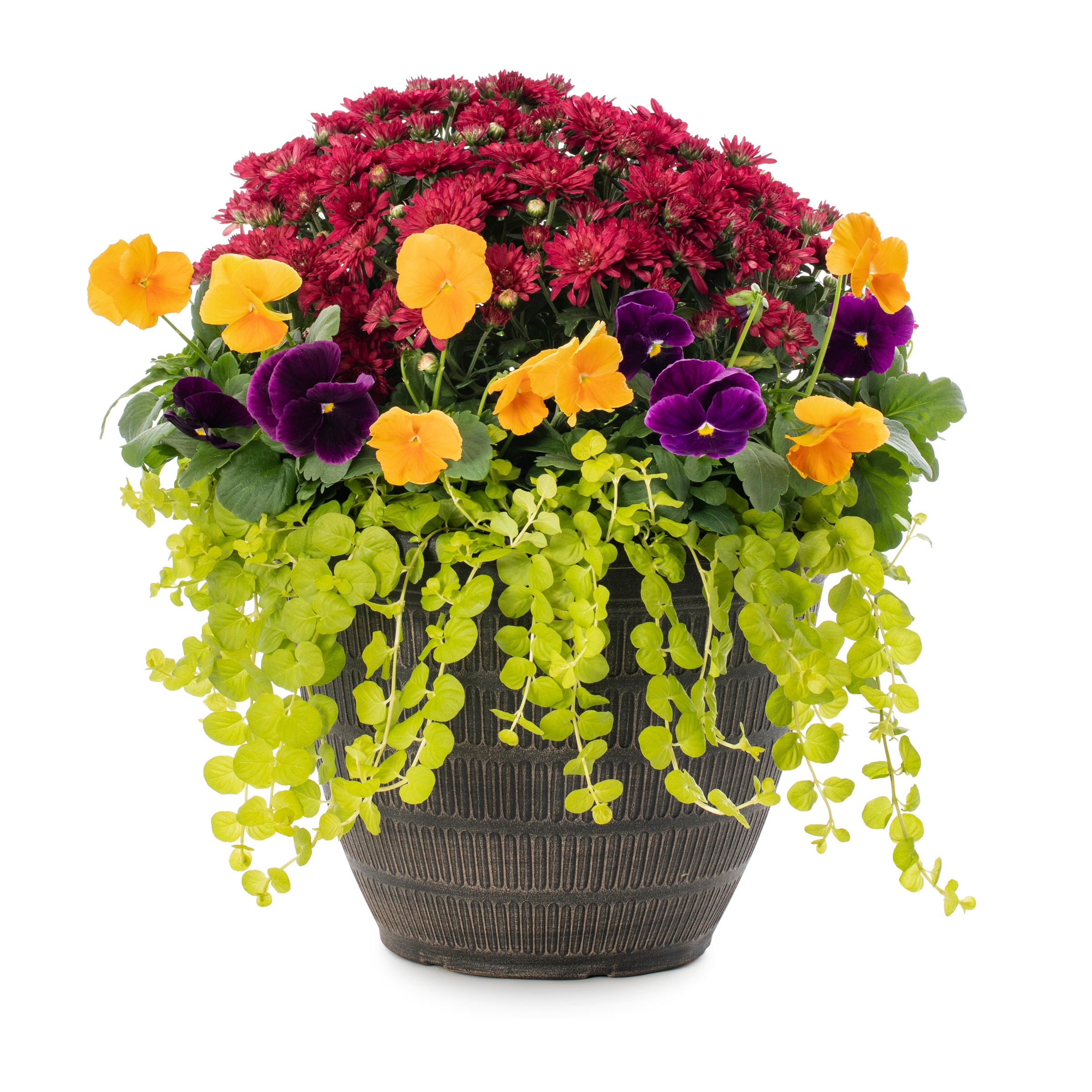 Lowe's NURSERY annuals - View #4
