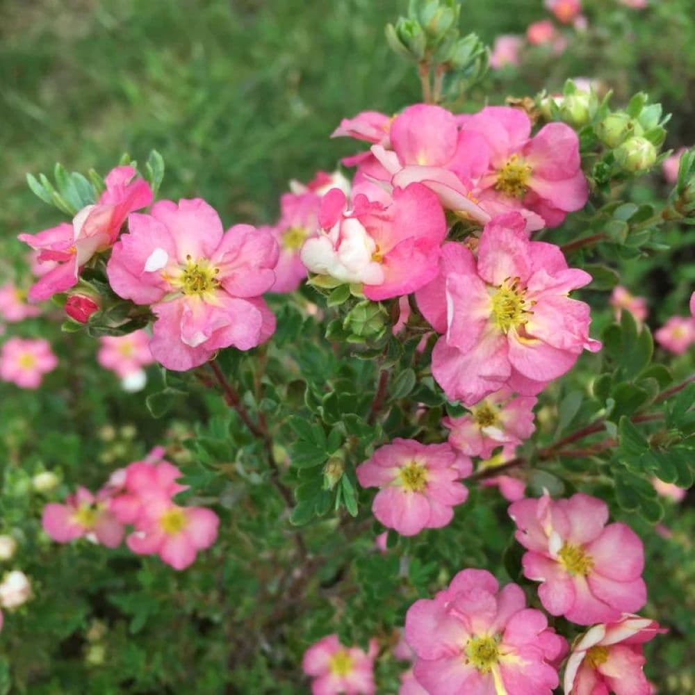 Proven Winners O61552W Potentilla Happy Face Hearts Flowering Shrub in 2 -Gallon Pot 1 -Pack with Pink Blooms