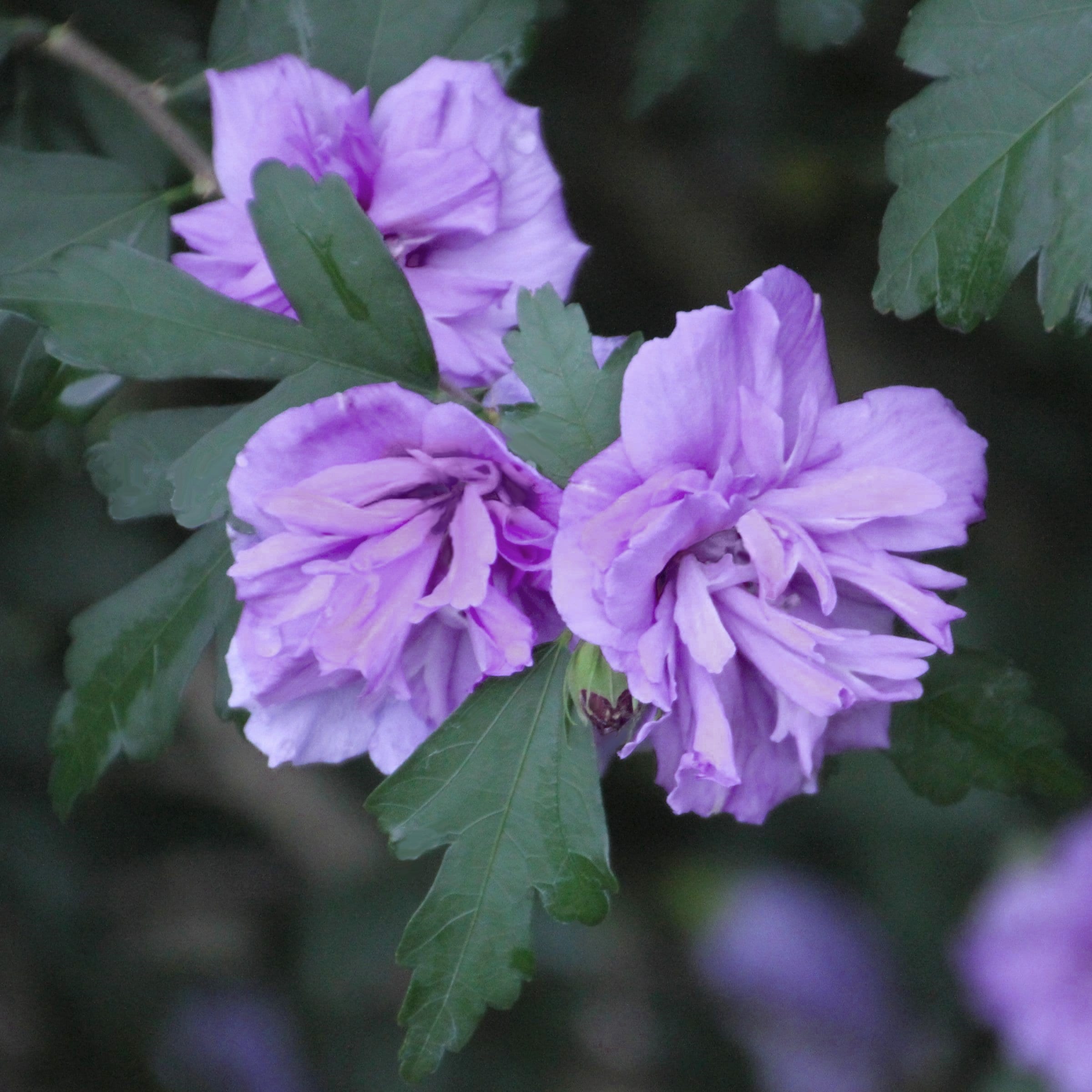 Lavender Blueberry Smoothie Hibiscus Flowering Shrub in 2-Gallon Pot