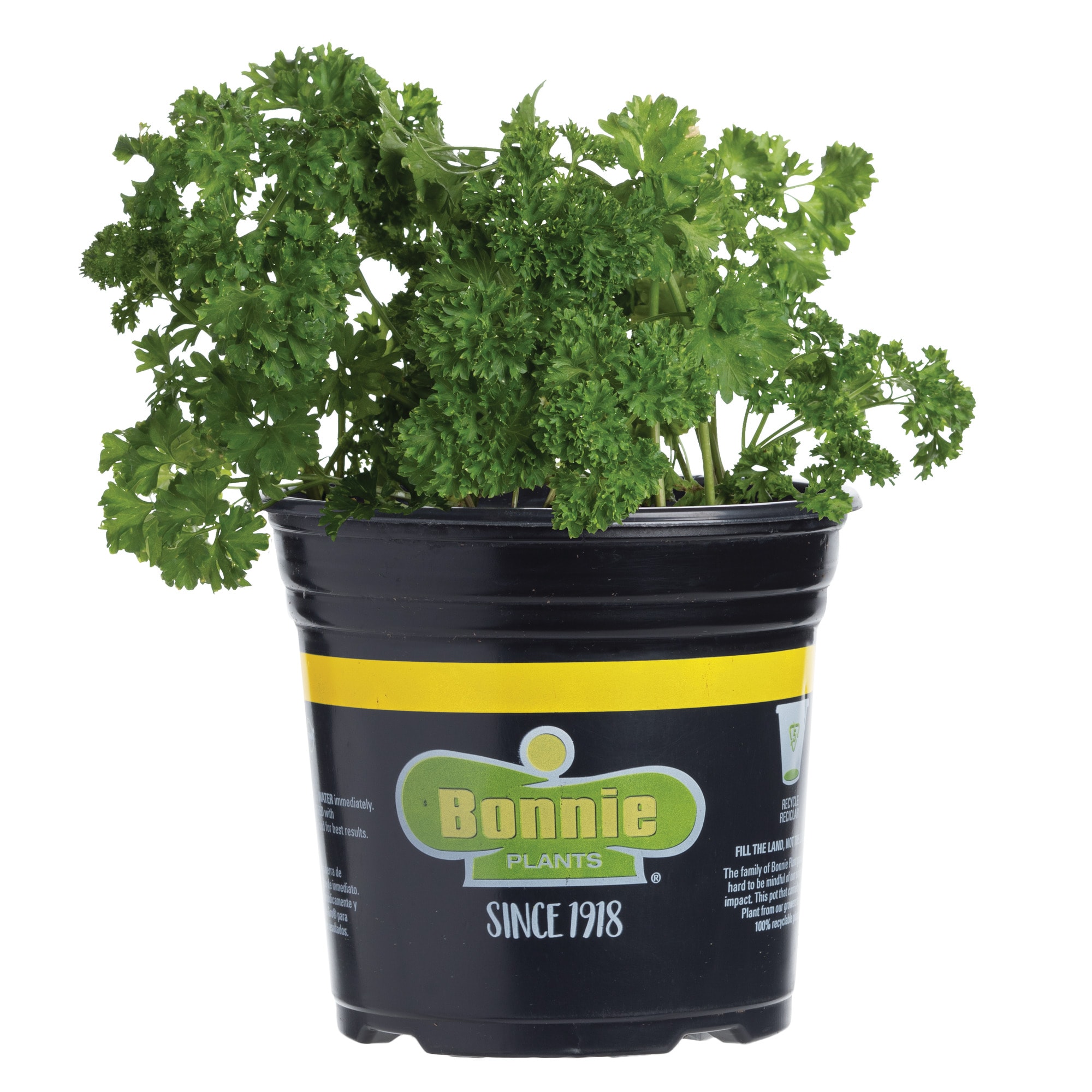 Bonnie Plants 49-710604 Curled Parsley in 2.32-Quart Pot