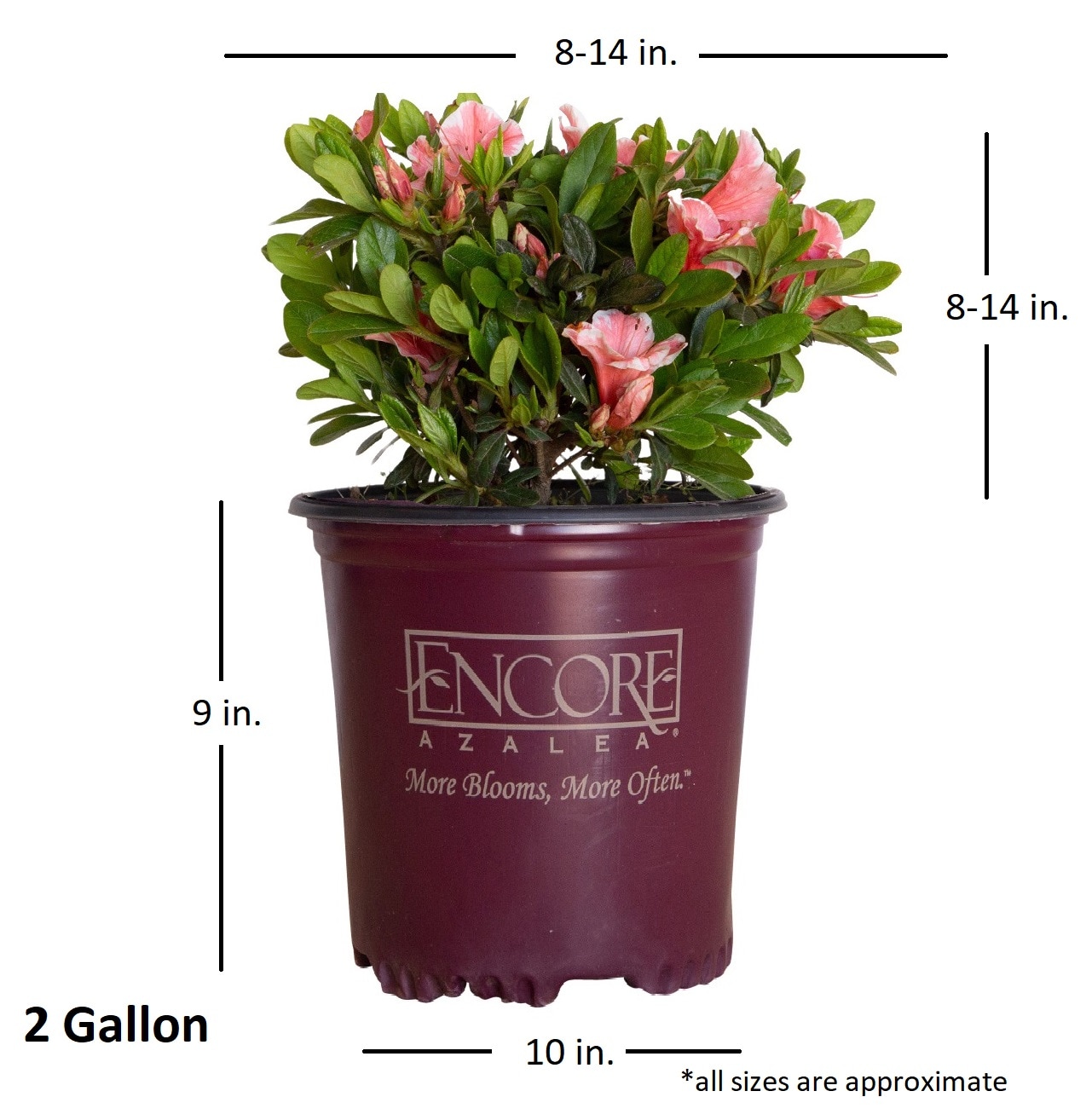 Encore Azalea 80692-2 shrubs - View #8