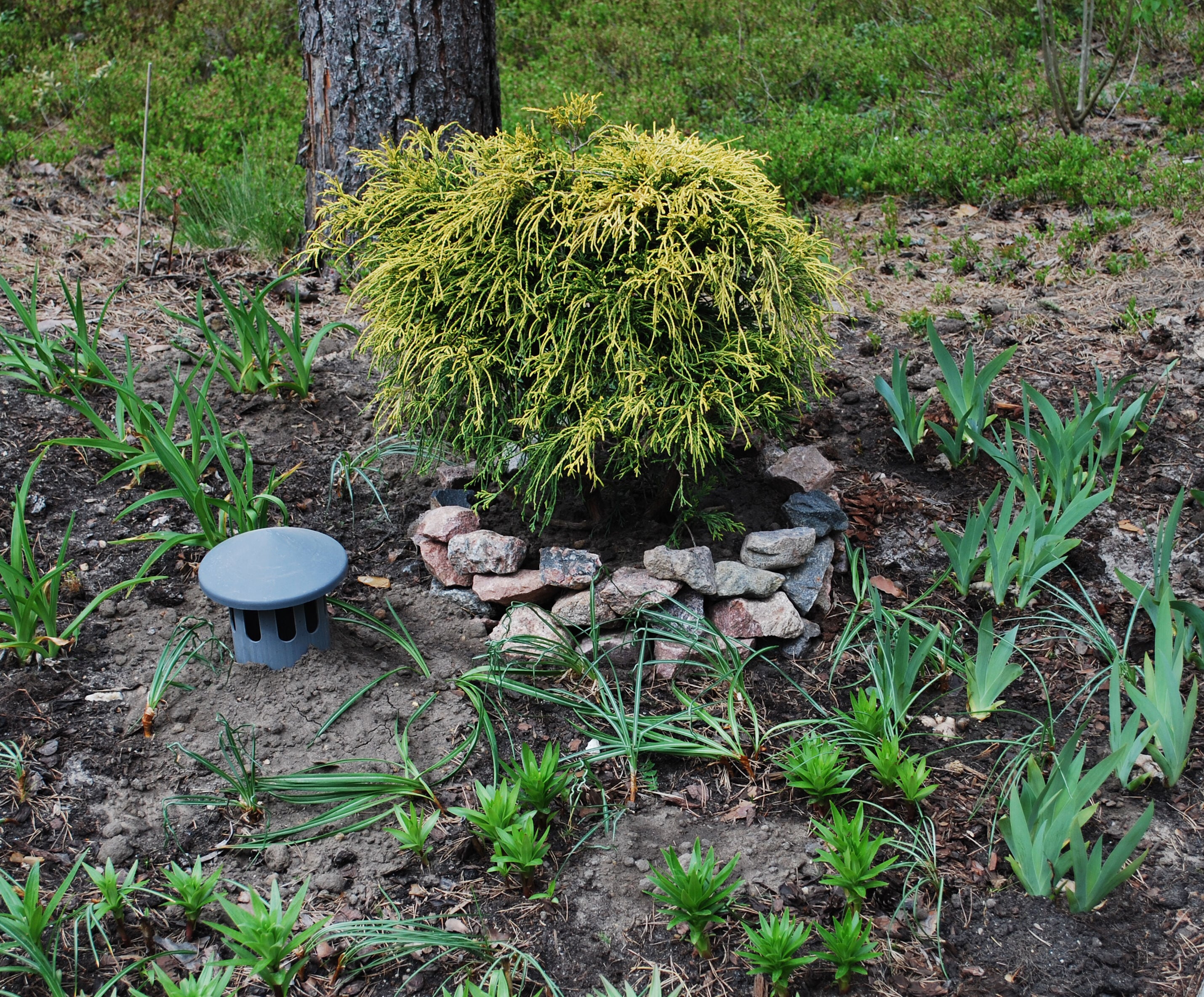 National Plant Network LW1660 shrubs - View #3