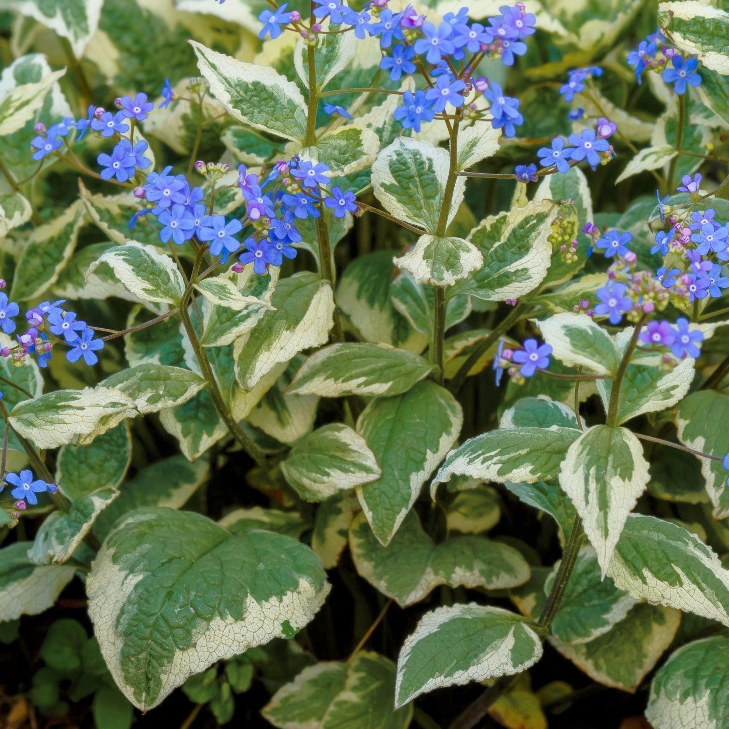 National Plant Network LW1917 perennials - View #2
