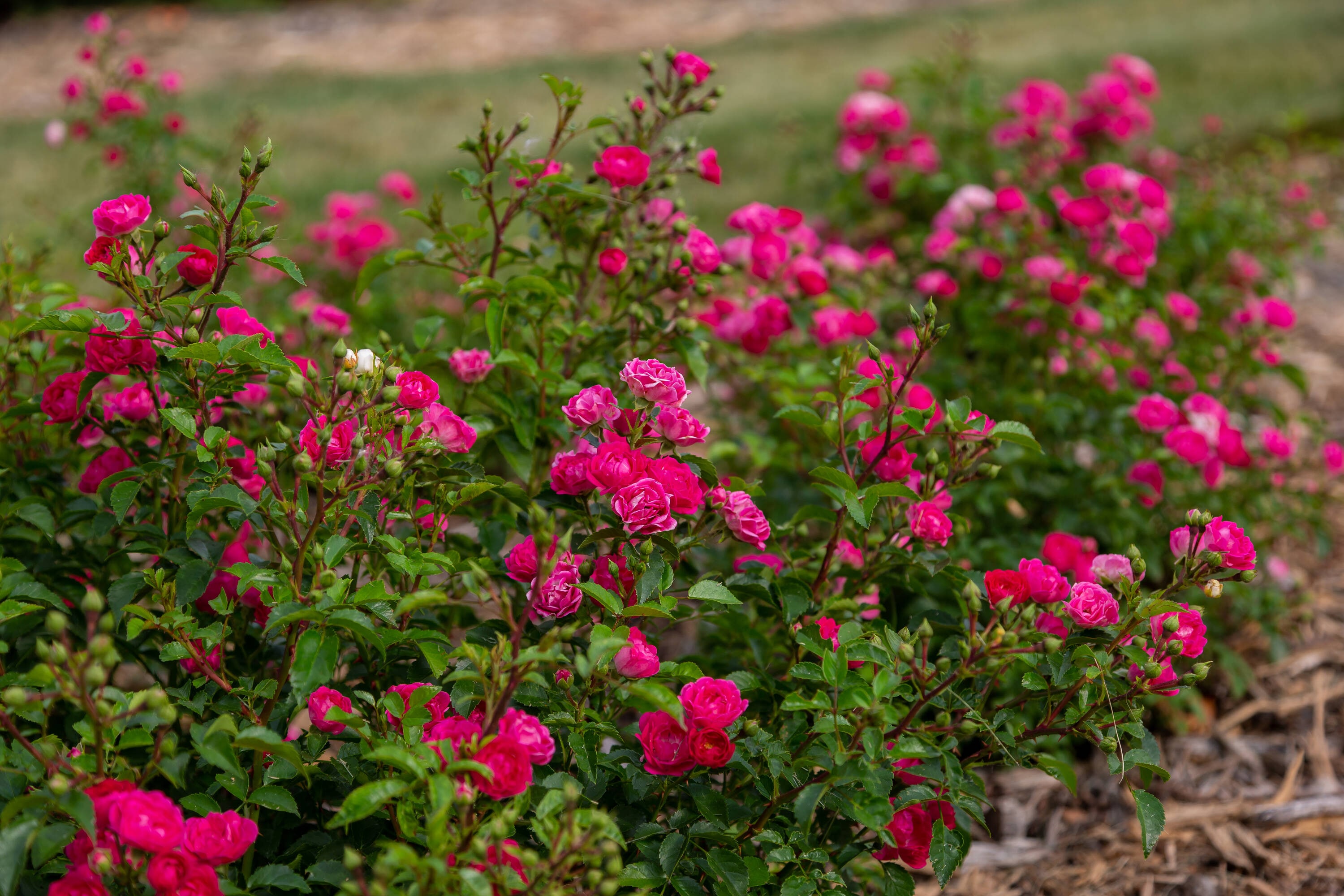 Lowe's NURSERY roses - View #4