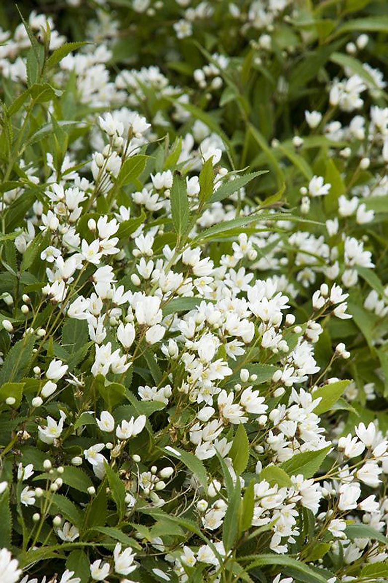 Dwarf Nikko Deutzia Shrubs at Lowes.com