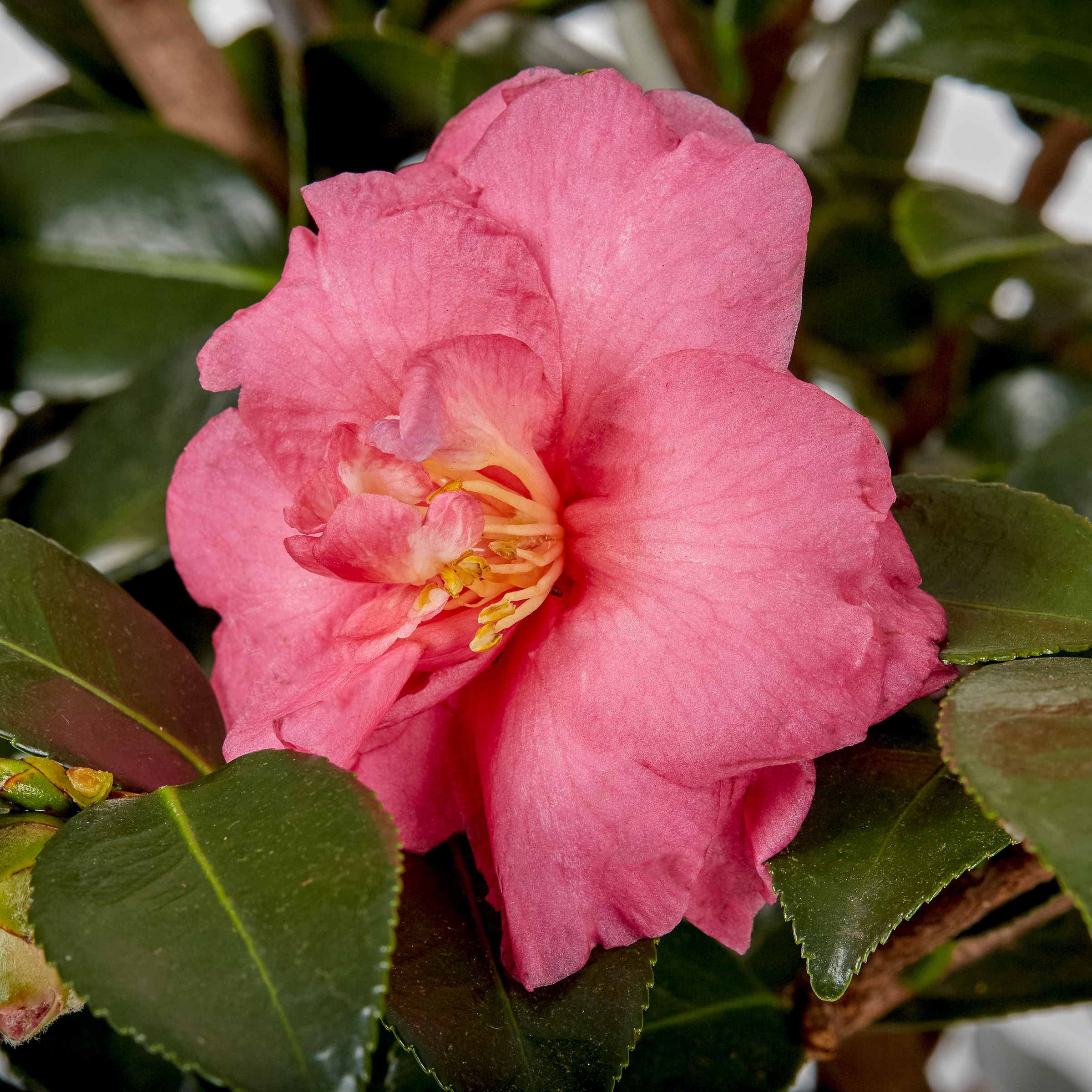 20.205 Gallon Multicolor Sasanqua Camellia Flowering Shrub in Pot ...