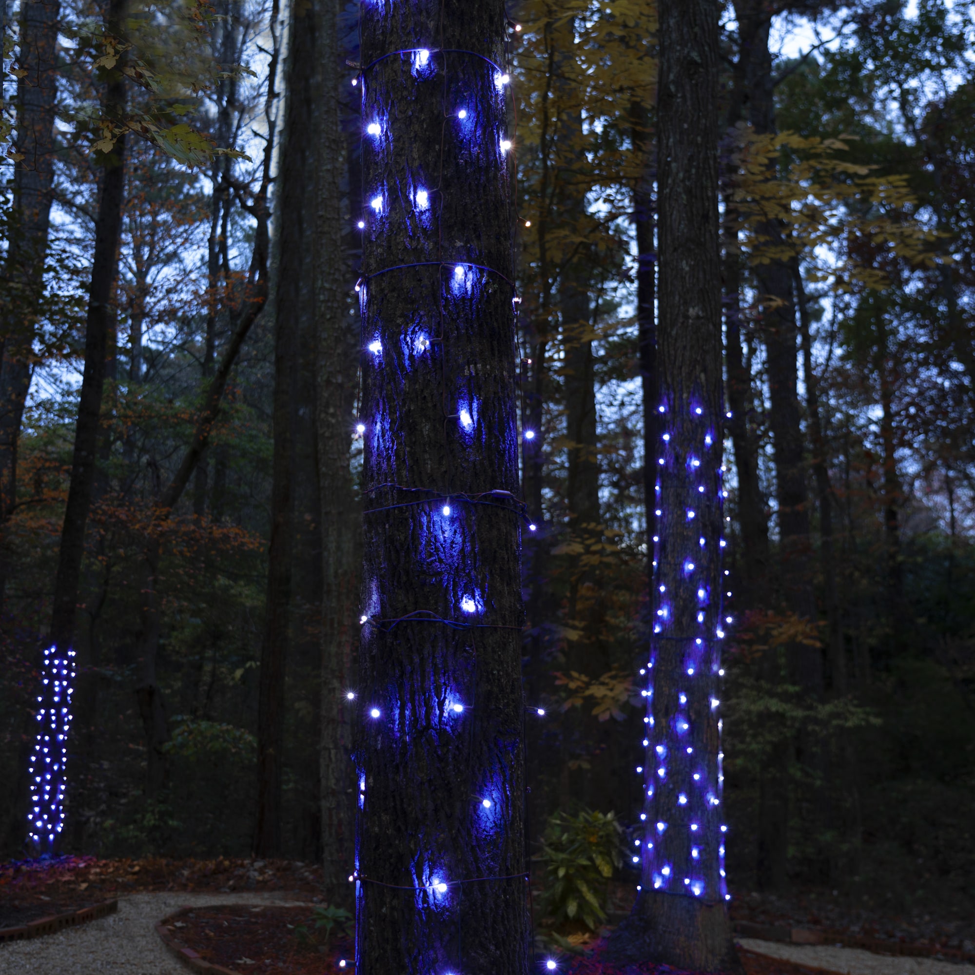 Wintergreen Lighting 81112 Christmas-Net-Lights - View #5