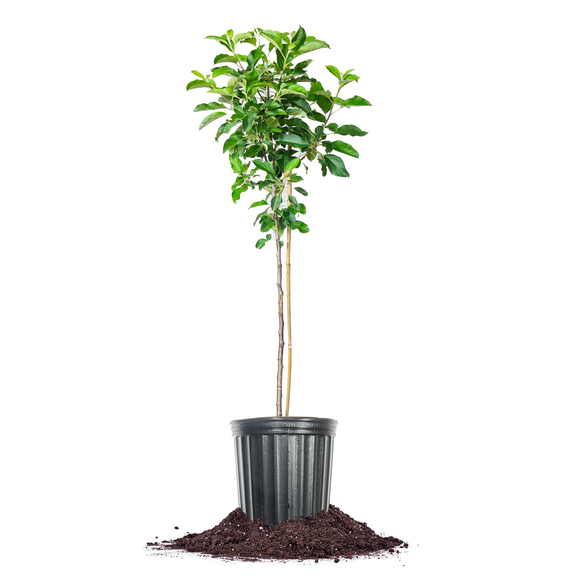 Perfect Plants LODORSETT5G 5 -Gallon Fruit Dorsett Apple Tree In pot (with soil)