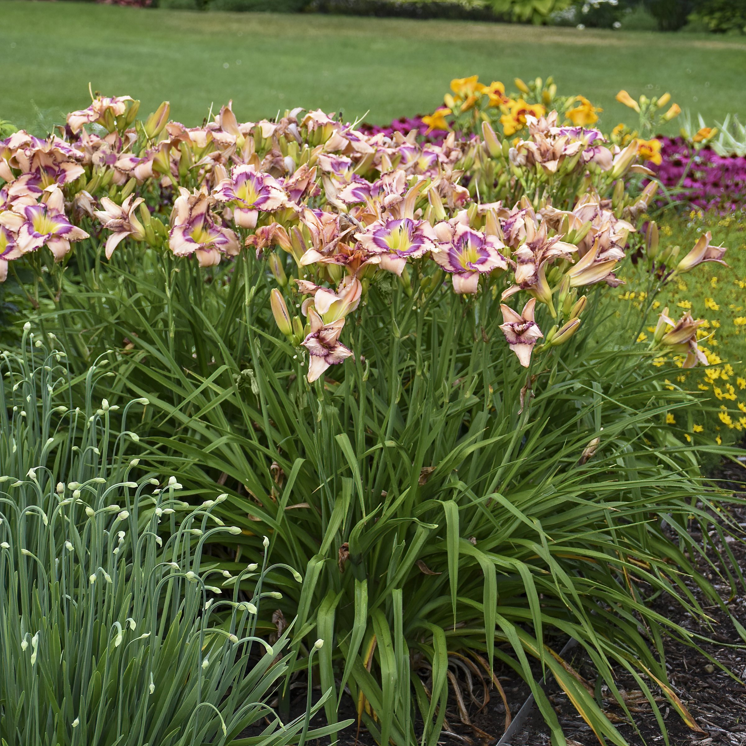 National Plant Network LW2609 perennials - View #2