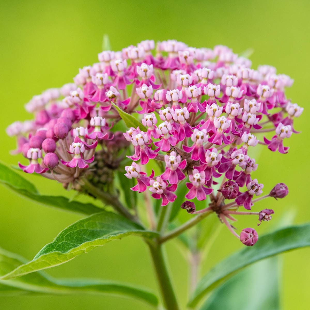 Breck's Pink Soulmate Butterfly Flower Dormant Perennial Plant in 1 ...