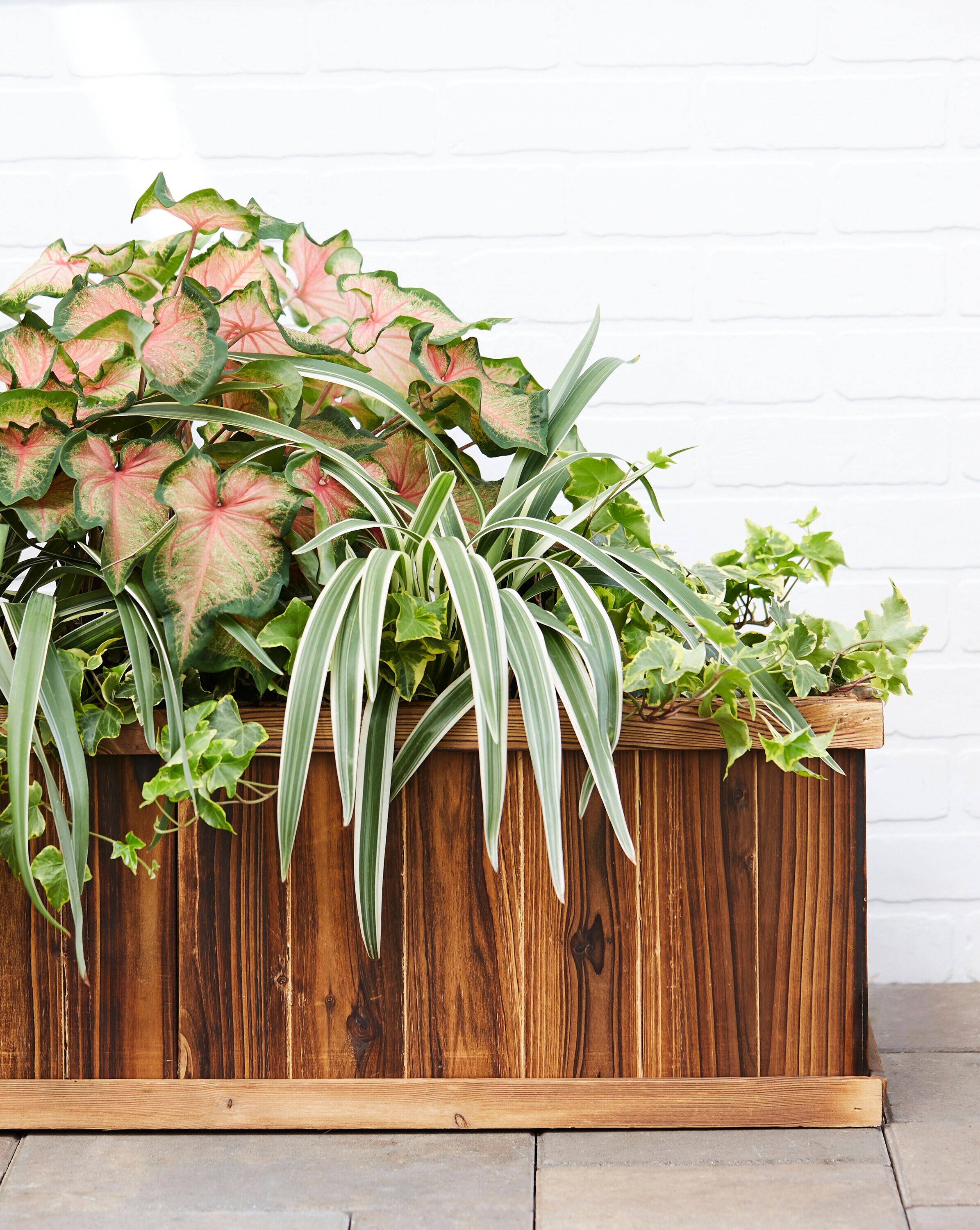 Lowe's NURSERY perennials - View #4