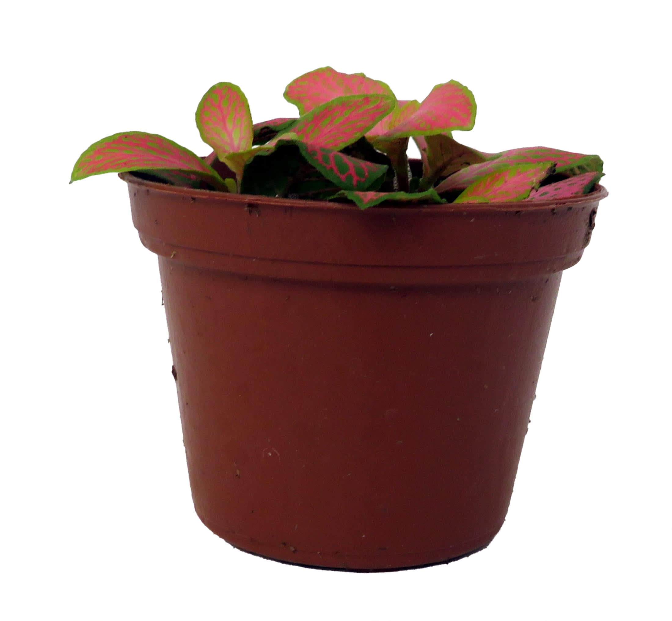Hirt's Gardens - Ruby Lime Fittonia Nerve Plant - Easy House Plant - 2.5 inch Pot