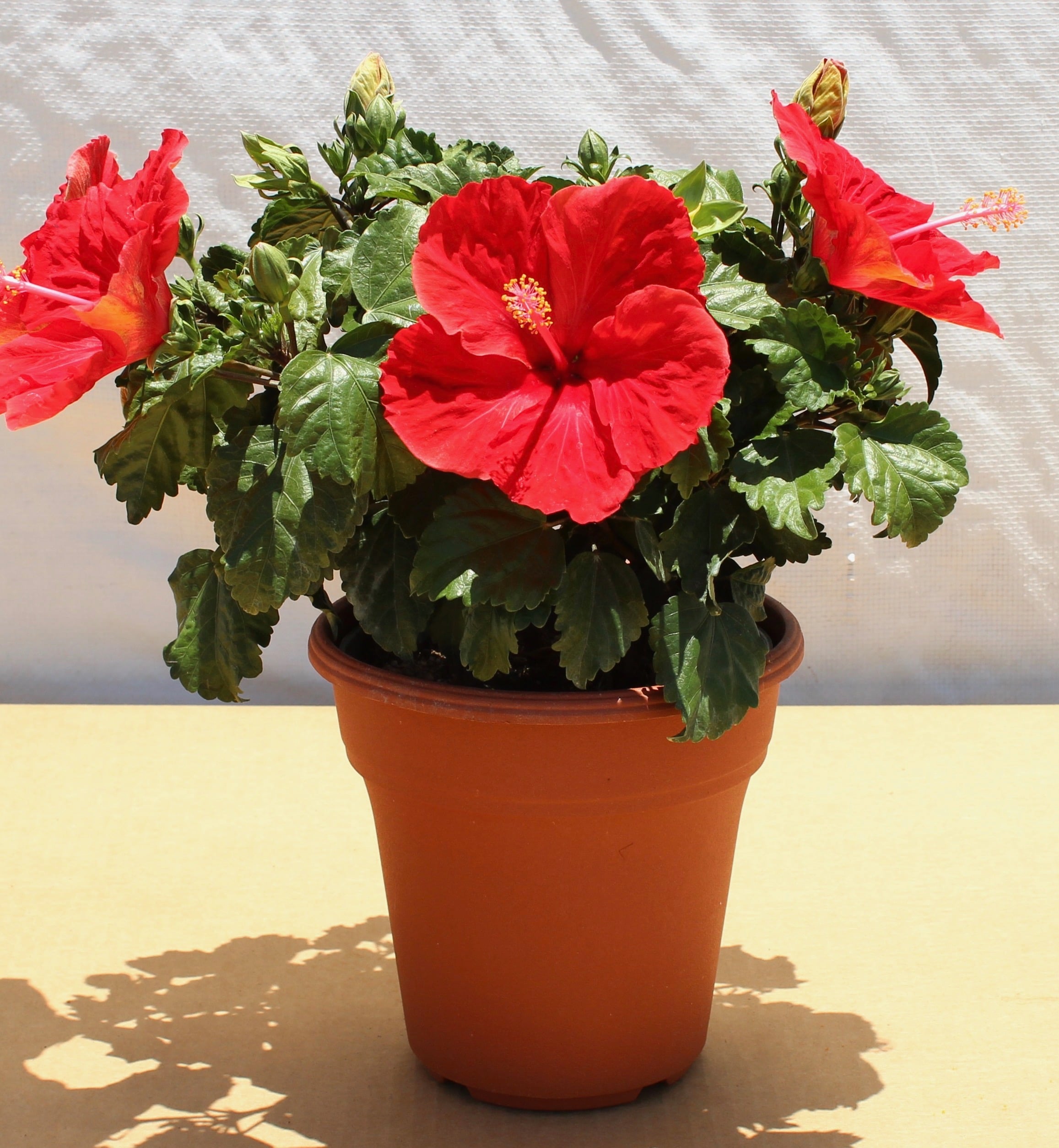 Lowe's 898593001951 annuals - View #3