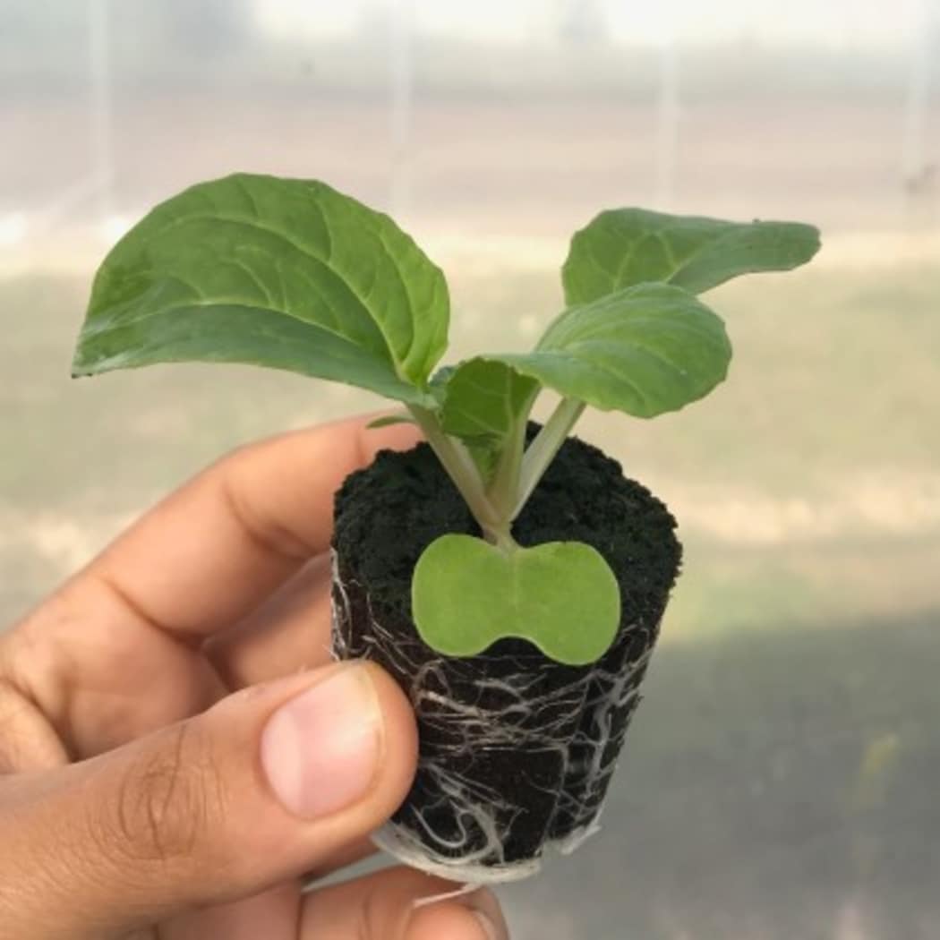 Lettuce Grow SO-SV-6-7174351 Vegetable-Plants - View #8