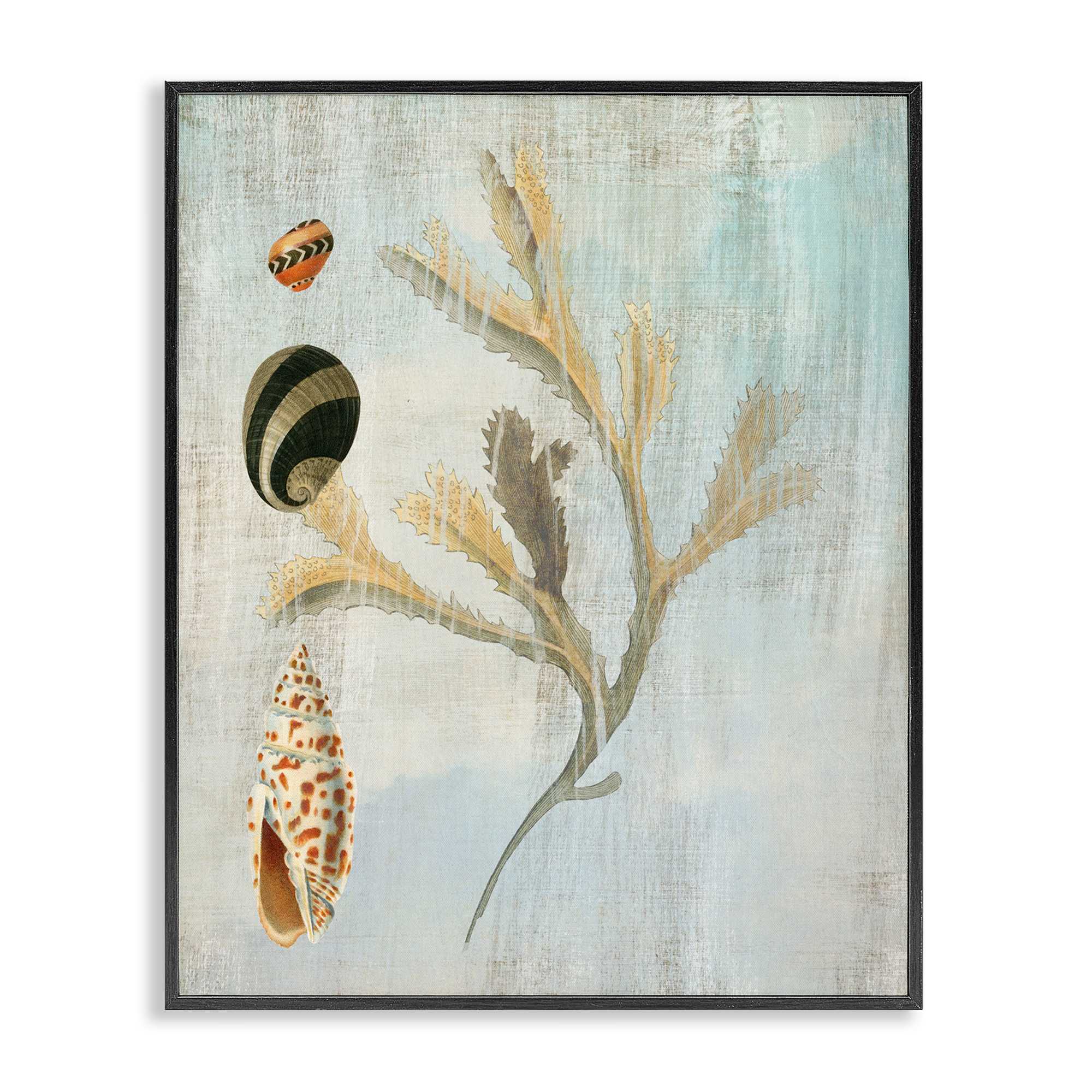 Stupell Industries BT-994-FR-11X14 Mixed Seashells and Coral Black Framed Giclee Art By Susan Arnot 11 x 14