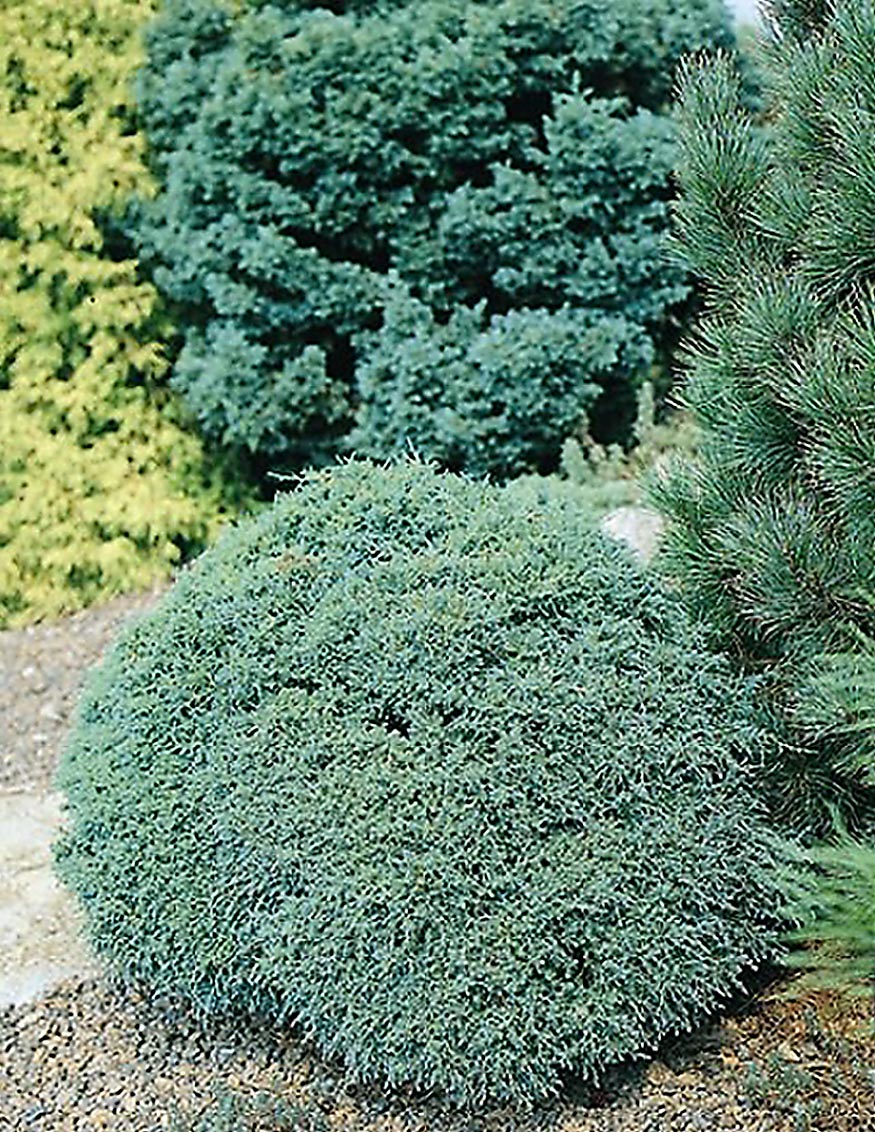 Monrovia 023822 Miniature Moss False Cypress Foundation/Hedge Shrub in 1.73 -Gallon Pot 1 -Pack