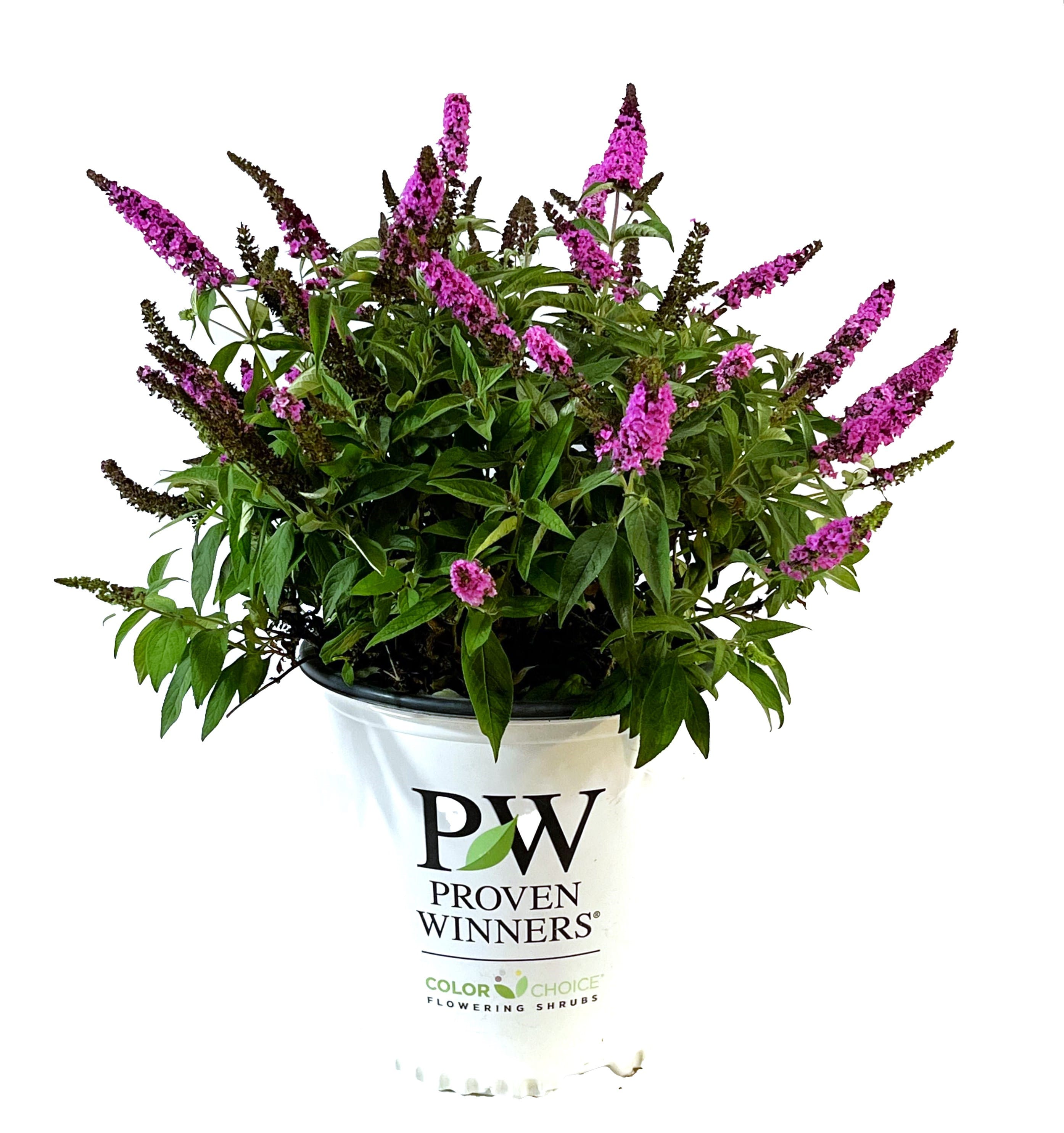 Deer Resistant Pink Micro Chip Butterfly Bush Shrubs at Lowes.com