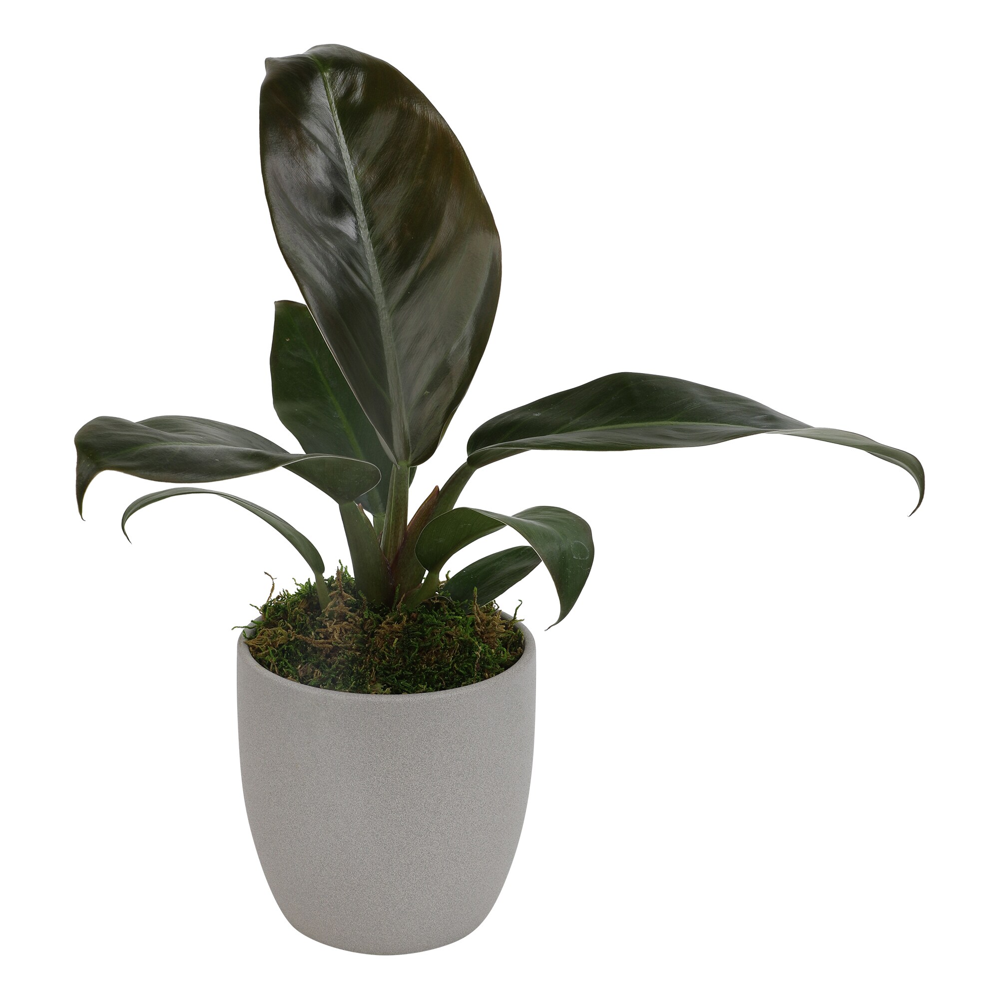 Altman Plants 0873084 Philodendron Imperial Red House plant in 4.25 Inch(es) Pot 1.0 -Pack