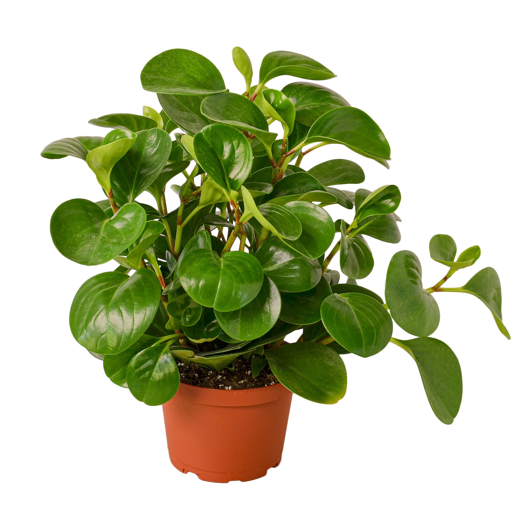 House Plant Shop 6-PEPEROMIA-THAILAND Peperomia Thailand House Plant in 1-Pack Pot