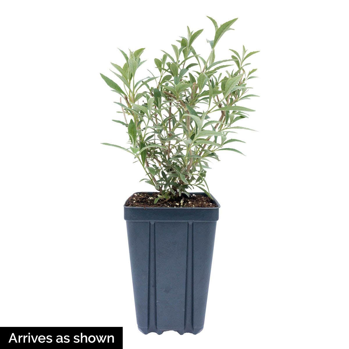 Gurney's Seed and Nursery 90146 shrubs - View #4