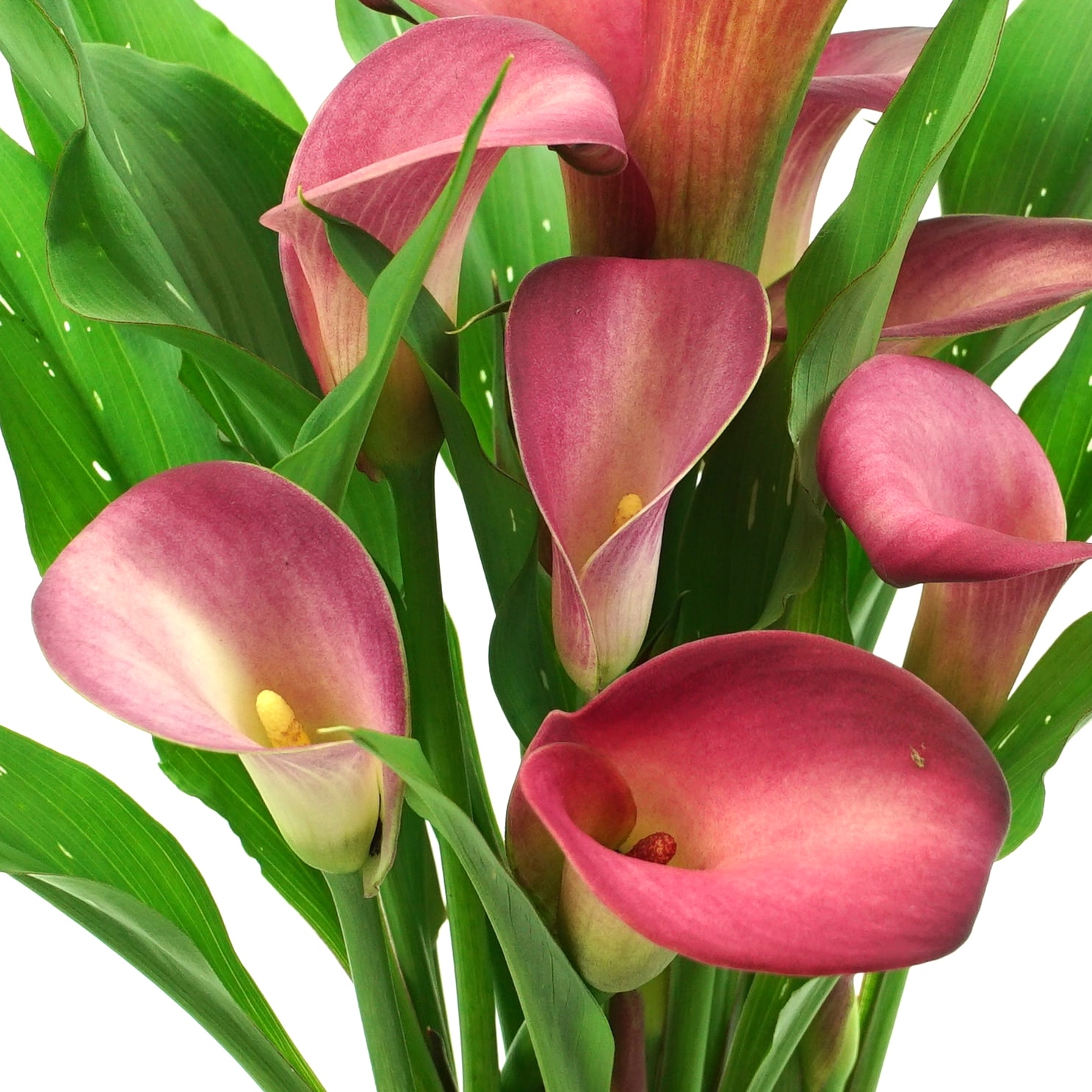 Lowe's NURSERY annuals - View #5