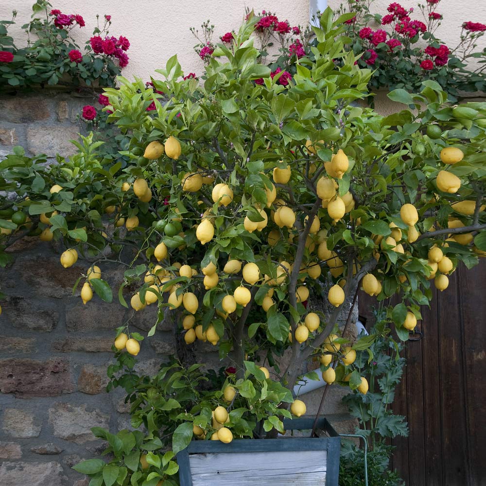 Brighter Blooms 11505 Lemon Plant in Pot