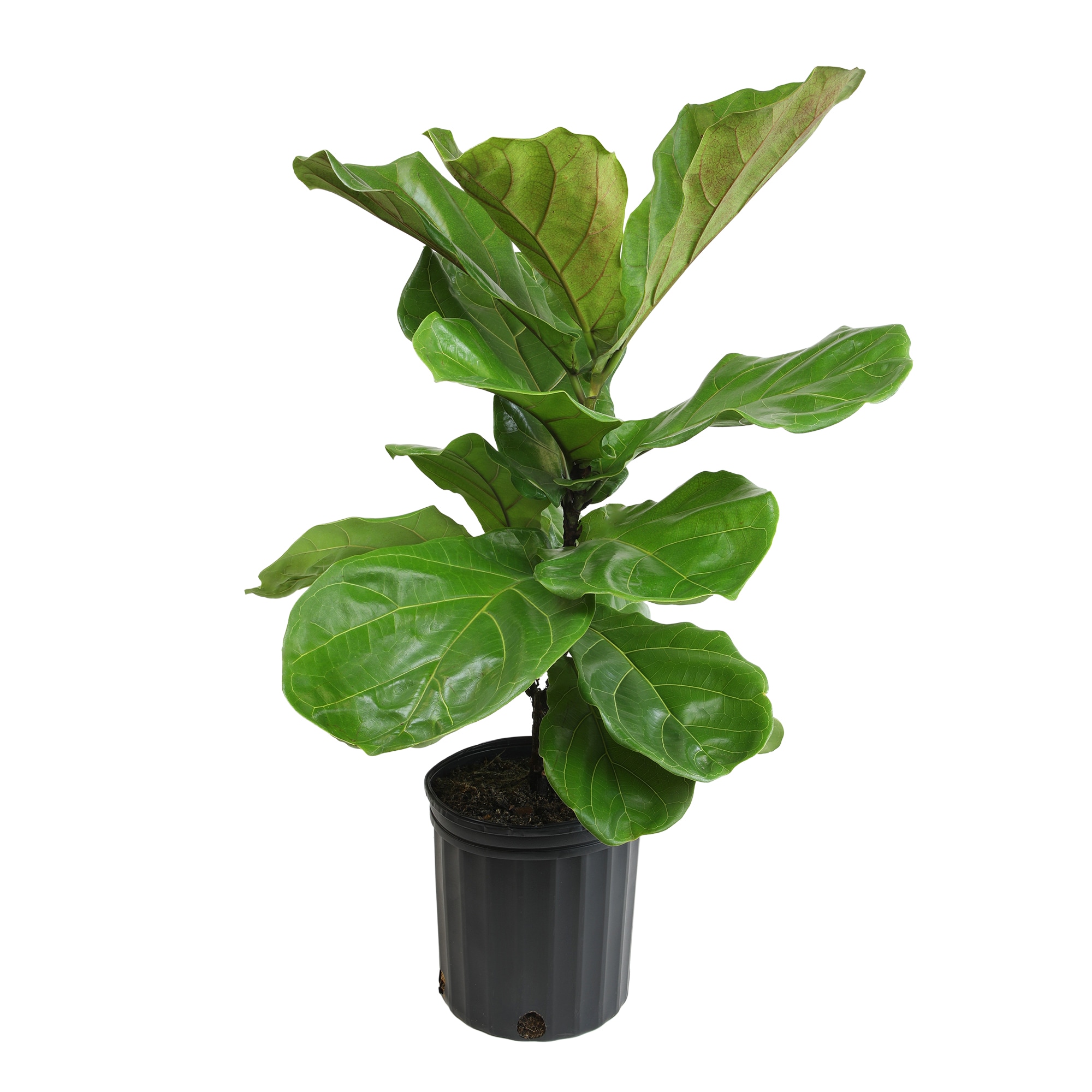 Lowe's NURSERY Pink Ficus House plant in 2 Gallon(s) Planter 1.0 -Pack
