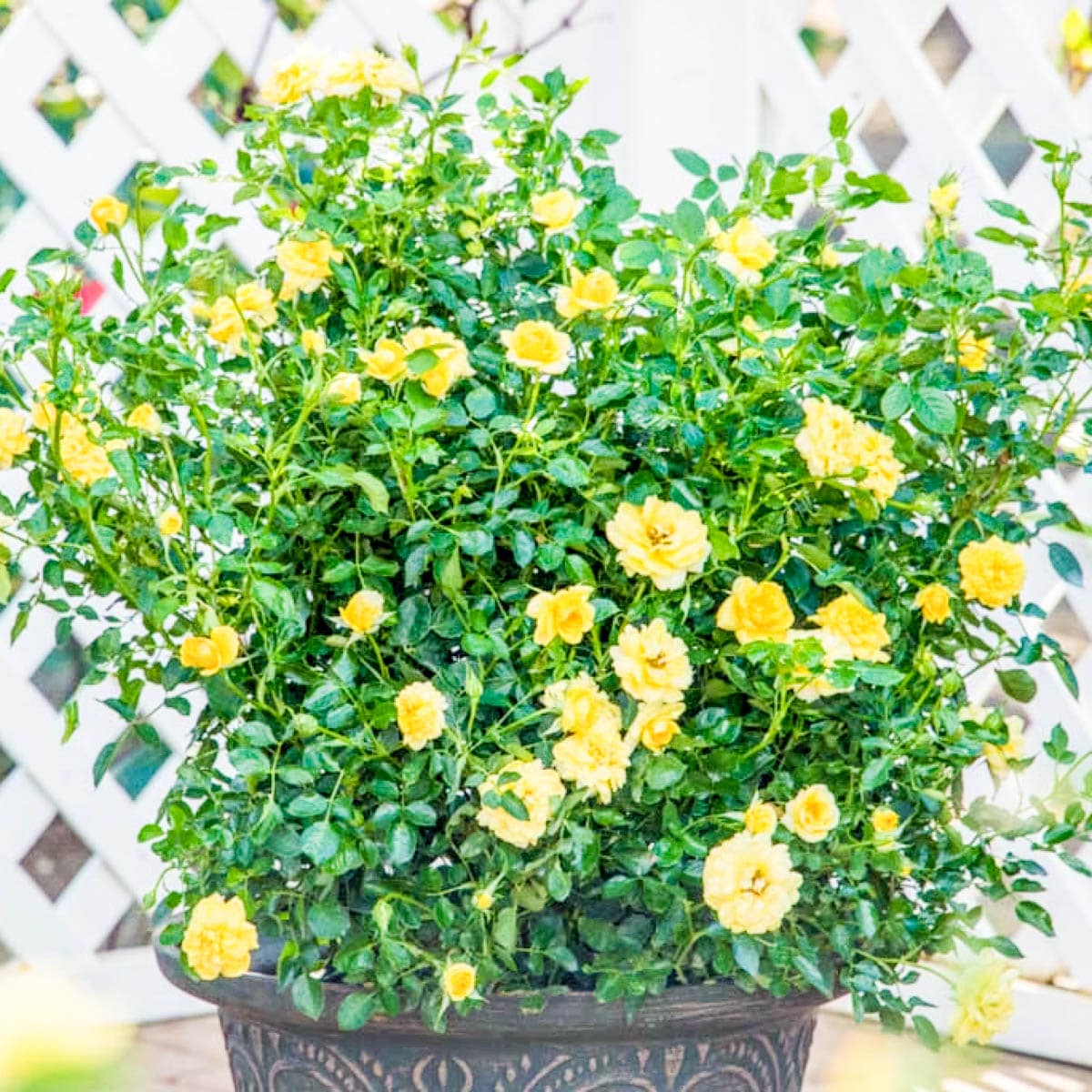 Spring Hill Nurseries 99232 roses - View #3