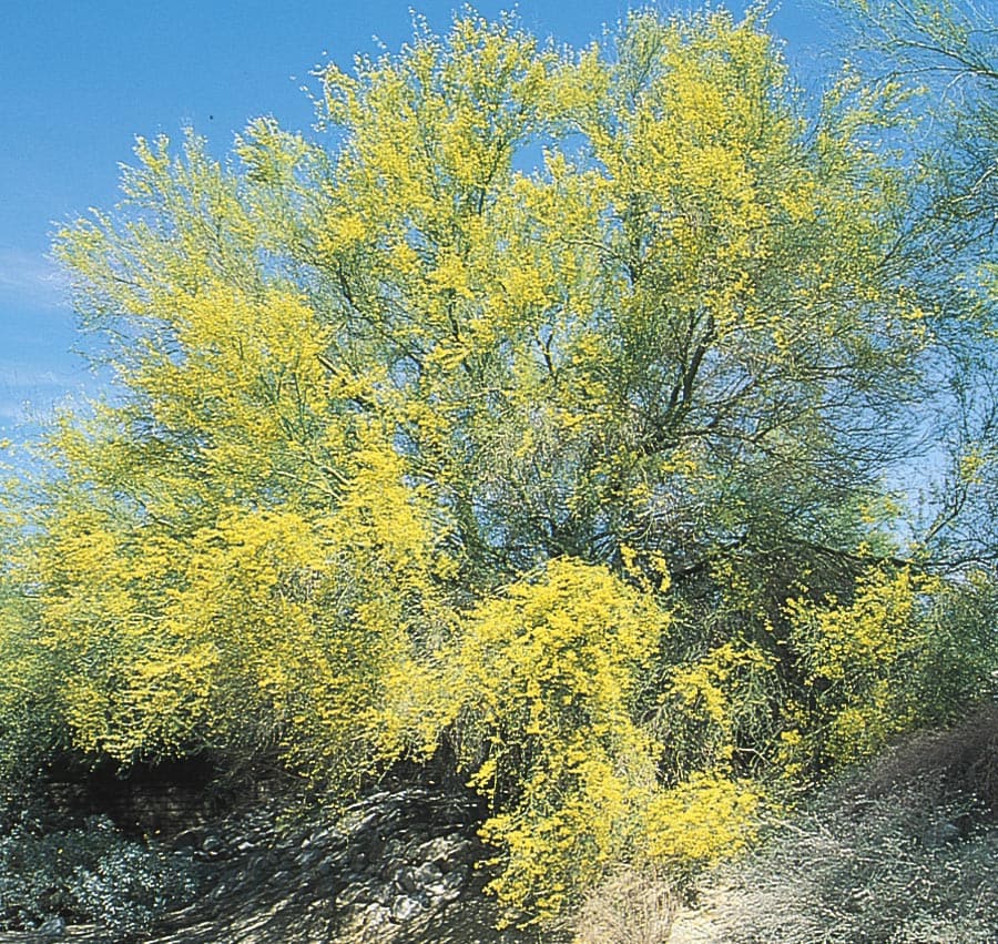  00460 108.34-Gallon Yellow Feature Tree Sonoran Palo Verde In Pot (With Soil)
