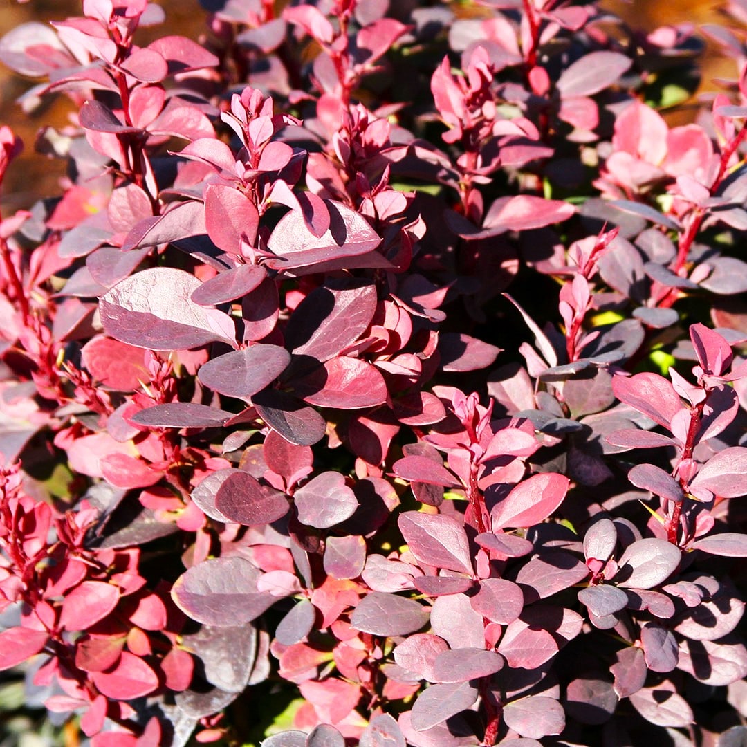  O090501 shrubs - View #2
