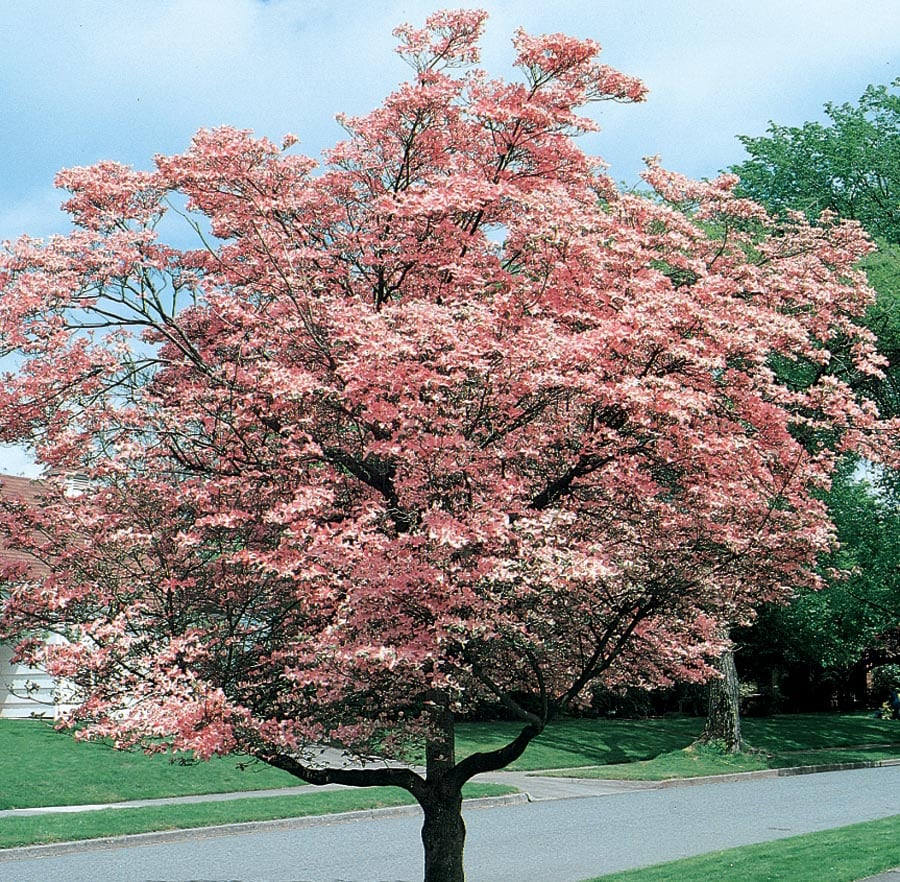 Lowe's 5.5-Gallon Pink Shade Pink Flowering Dogwood In Pot (With Soil ...