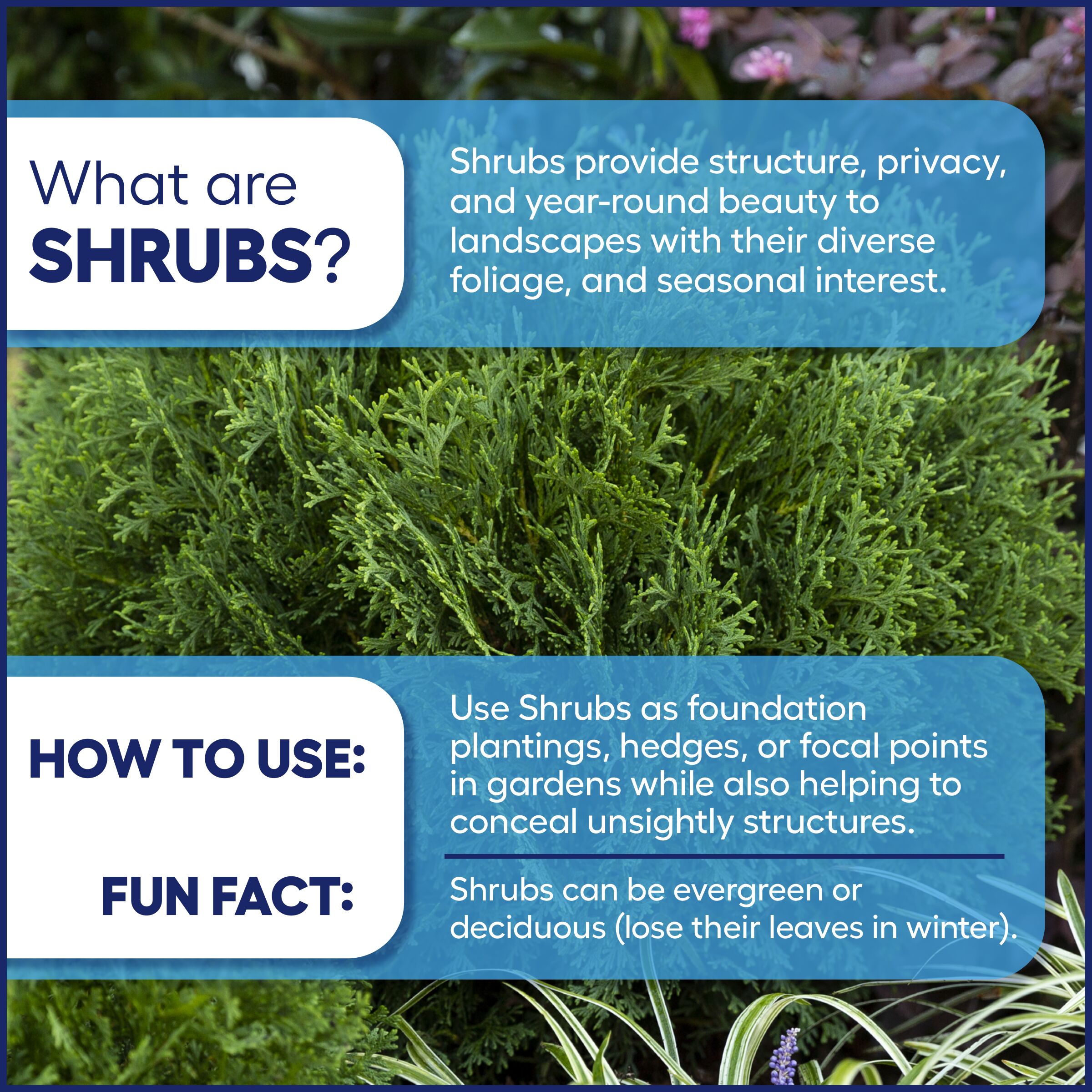 Lowe's 97025 shrubs - View #3