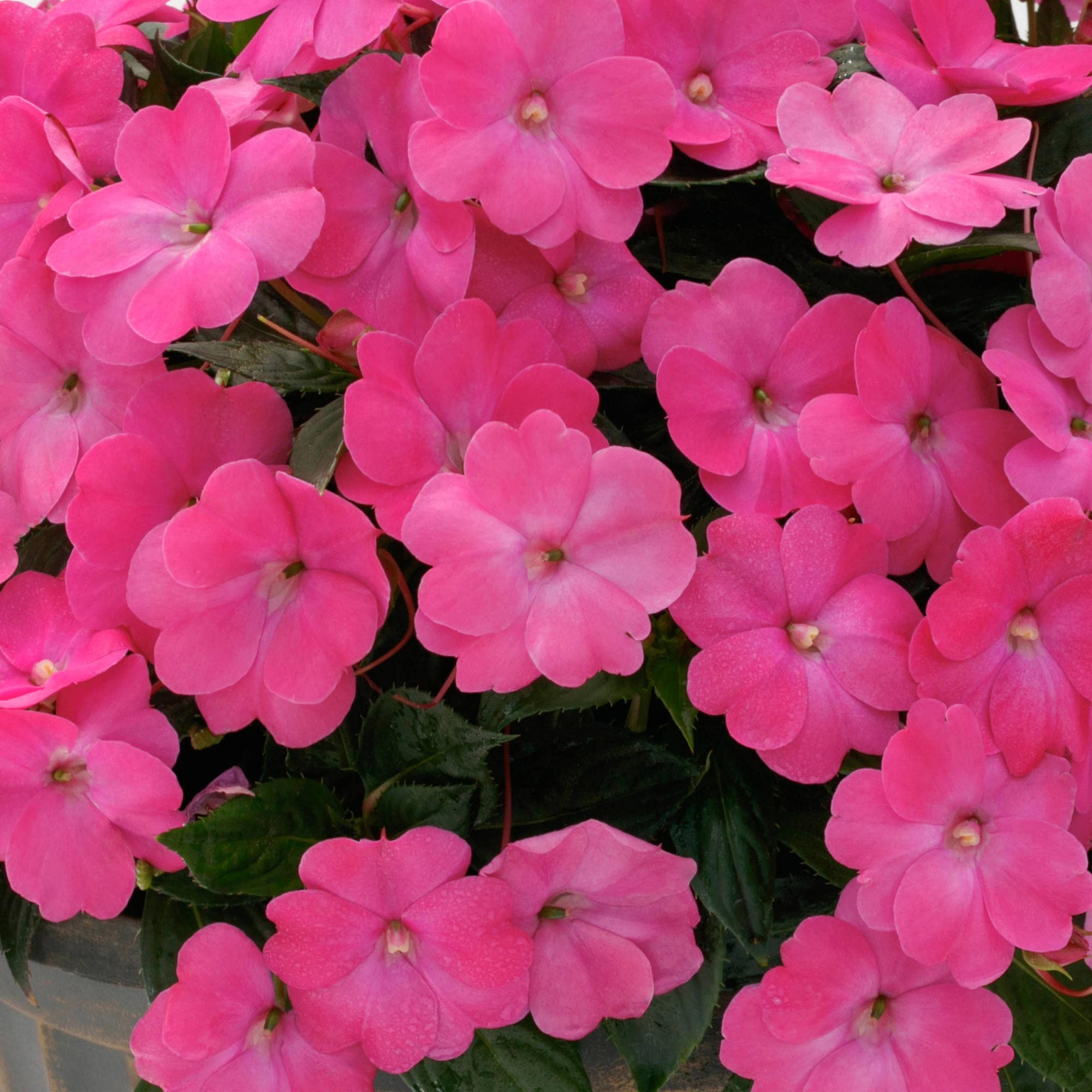 Miracle-Gro 201301 annuals - View #3