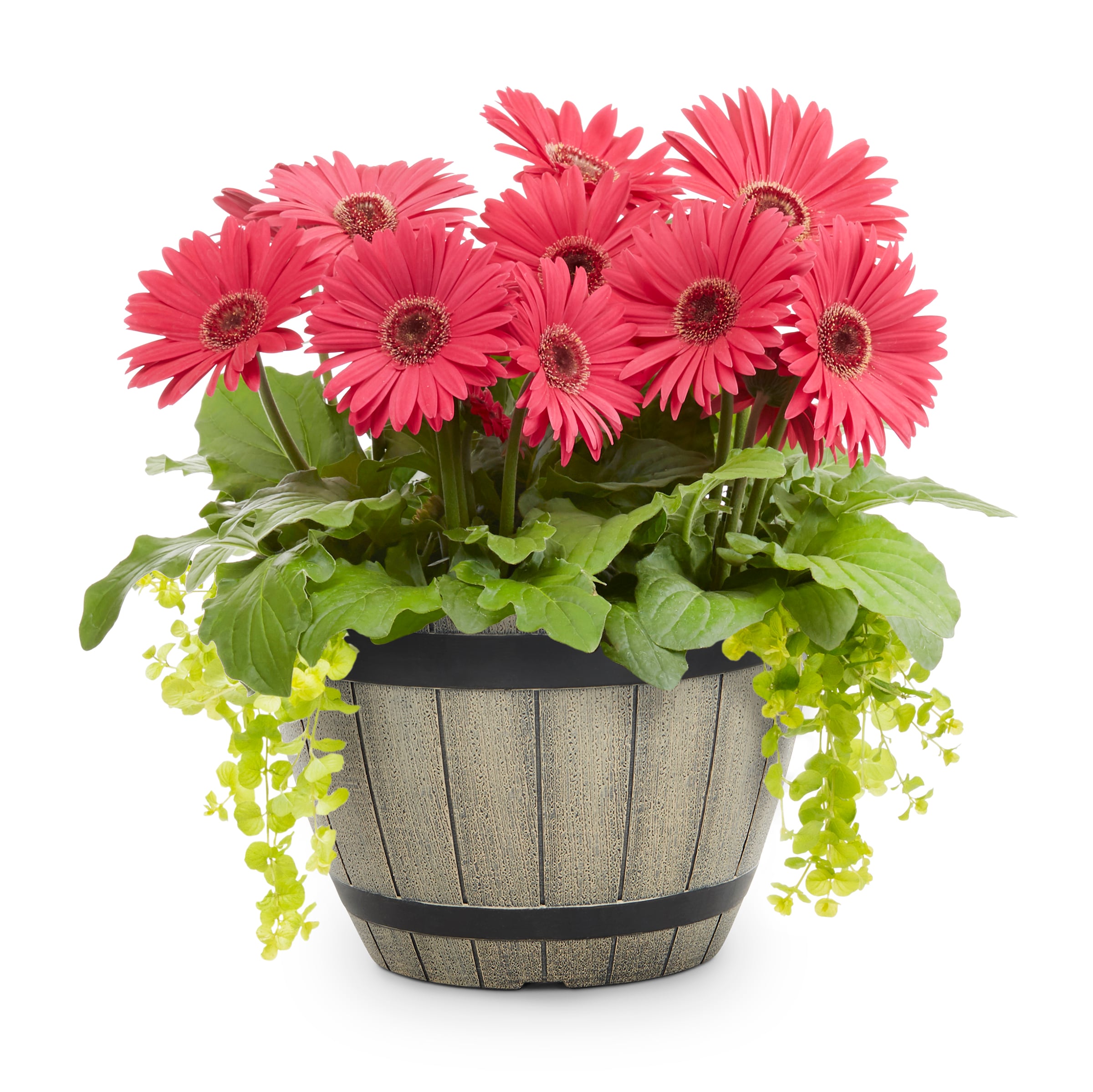 Lowe's 1528253 Multicolor Combo 728 in Gallon(s) Planter