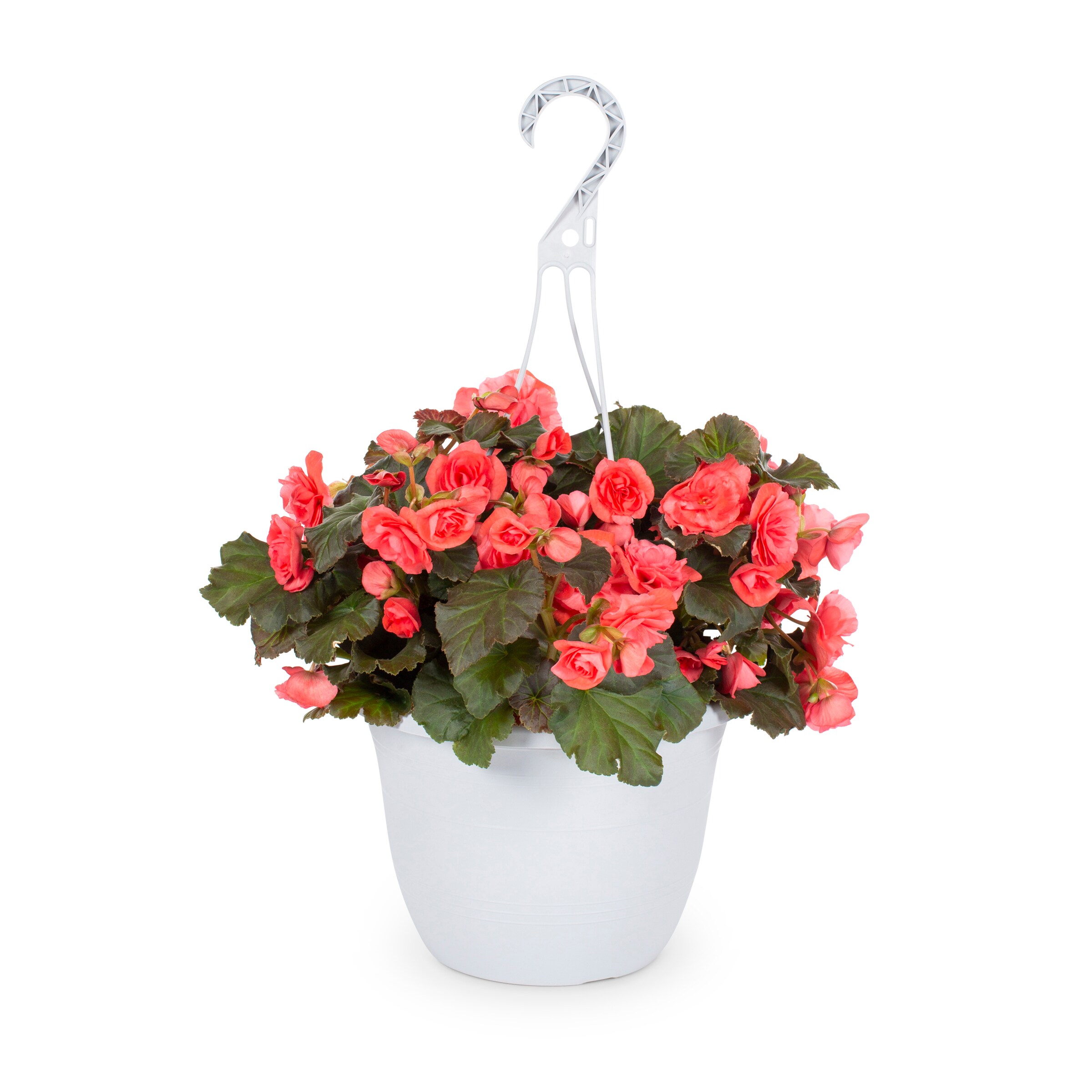Multicolor Begonia in 2.5 Gallon(s) Hanging basket