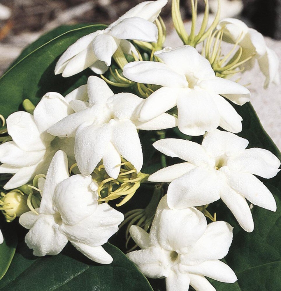 White Arabian Jasmine Flowering in 2-Gallon (s) Pot in Shrubs department at Lowes.com