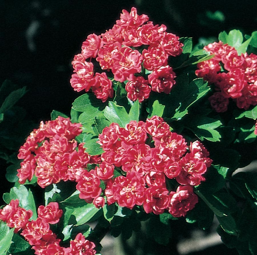  NURSERY 5.98-Gallon Red Flowering Tree Paul's Scarlet Hawthorn In Pot (With Soil)