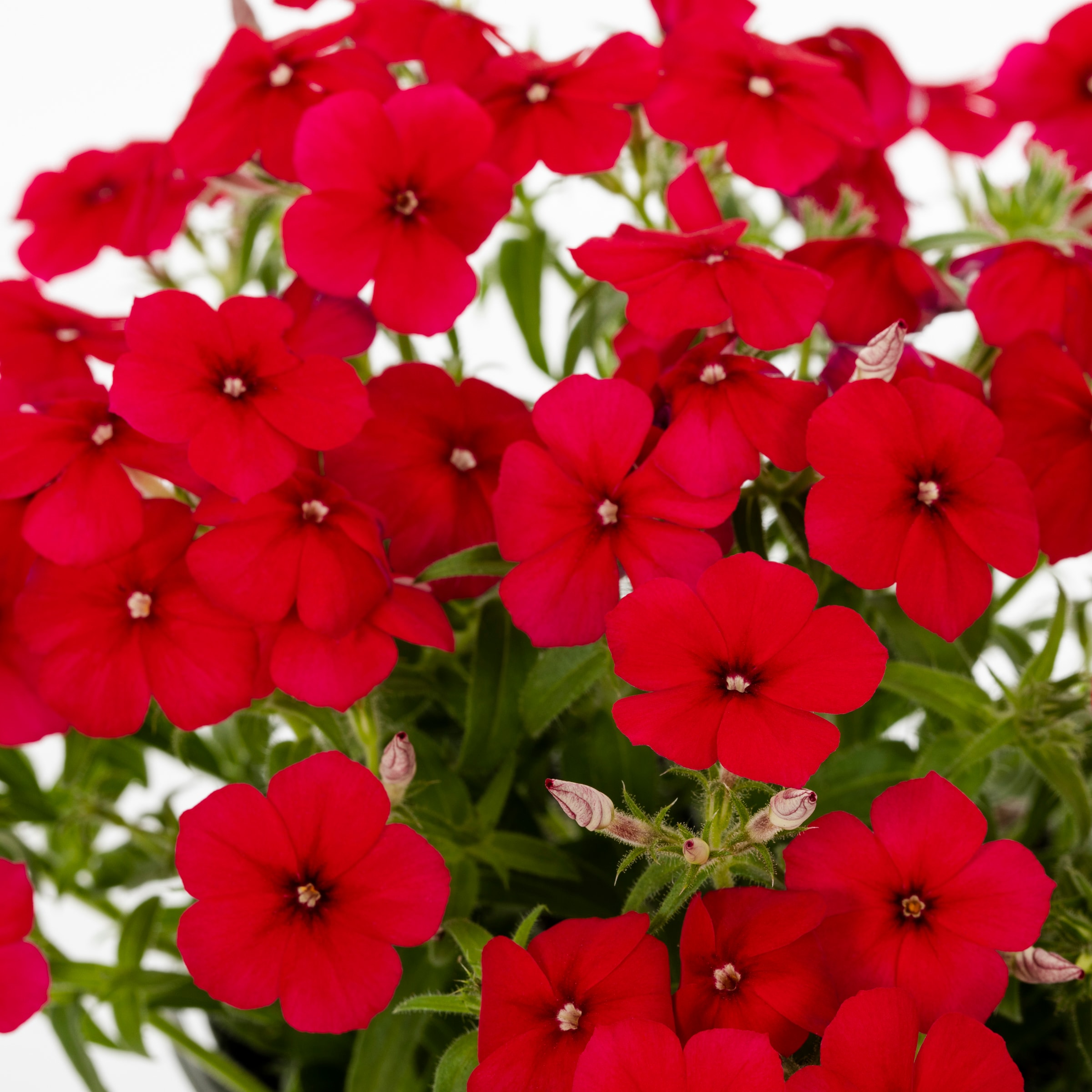 Lowe's NURSERY annuals - View #2