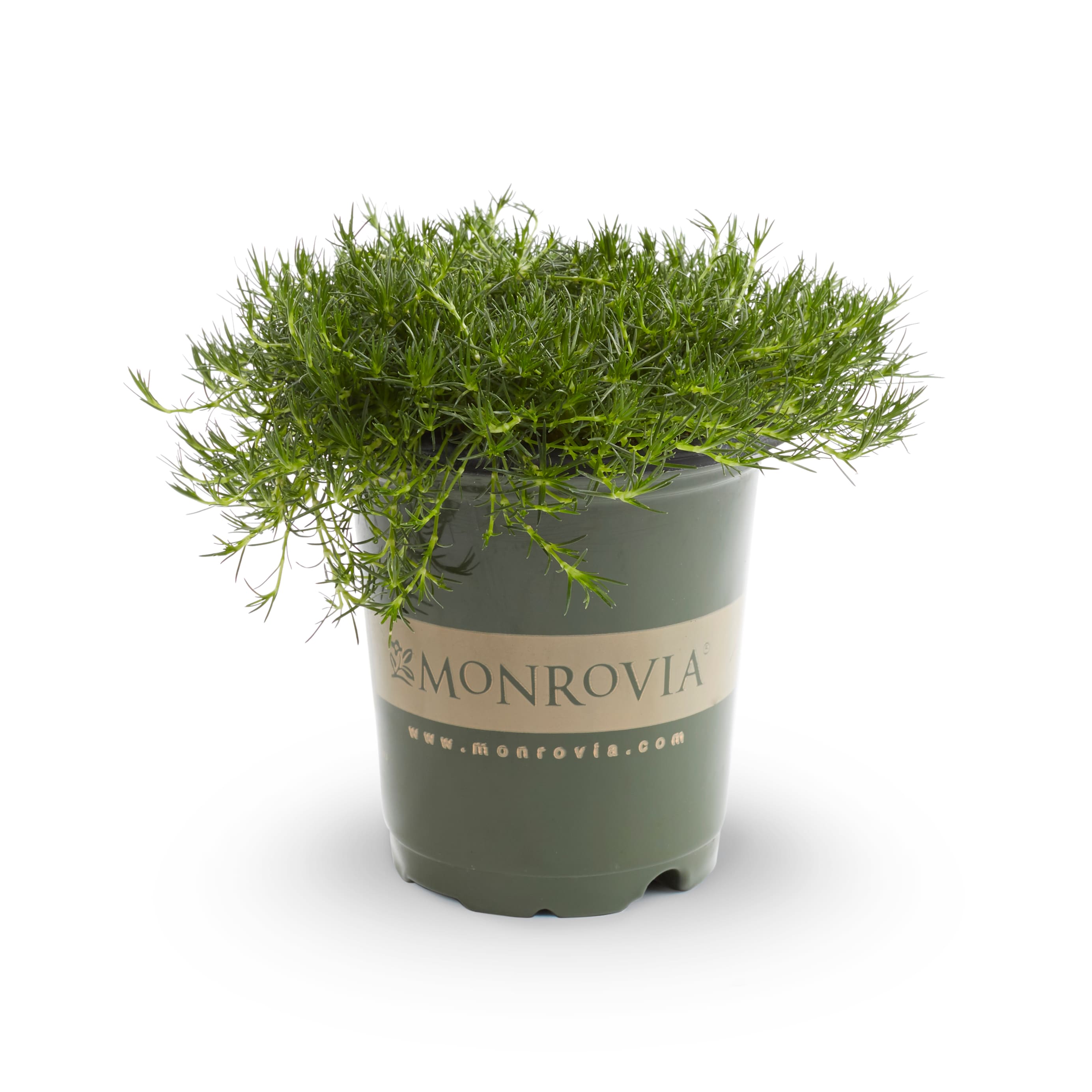 Lowe's 1 -Gallon Sagina 1 -Pack - Low Maintenance