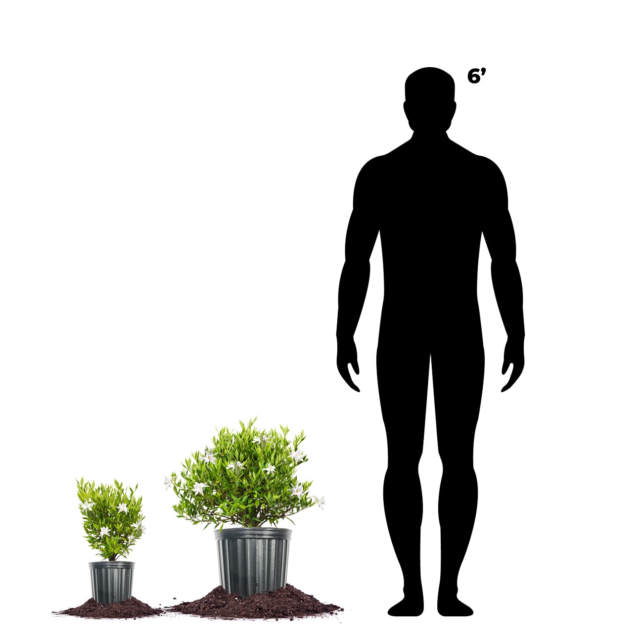 Perfect Plants LOFROSTPROOFGAR3G shrubs - View #4