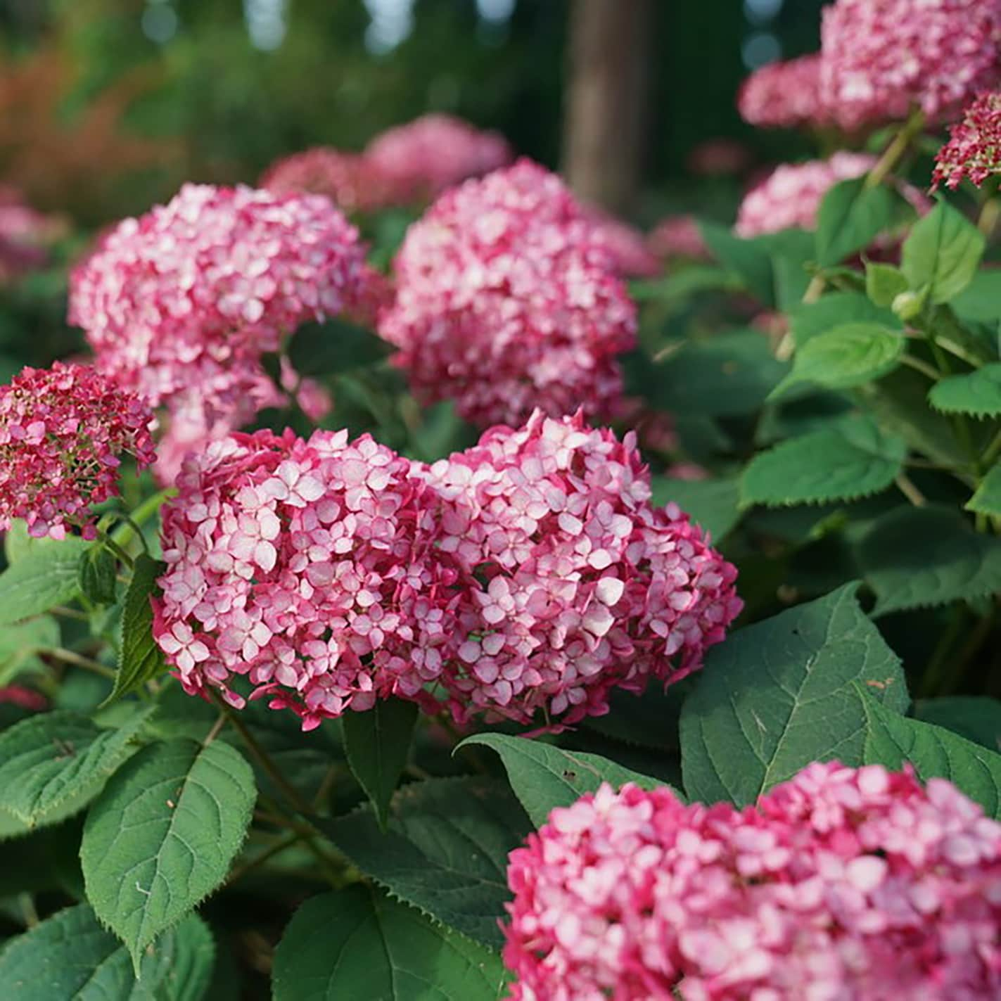 Proven Winners Multicolor Invincibelle Ruby Smooth Hydrangea ...