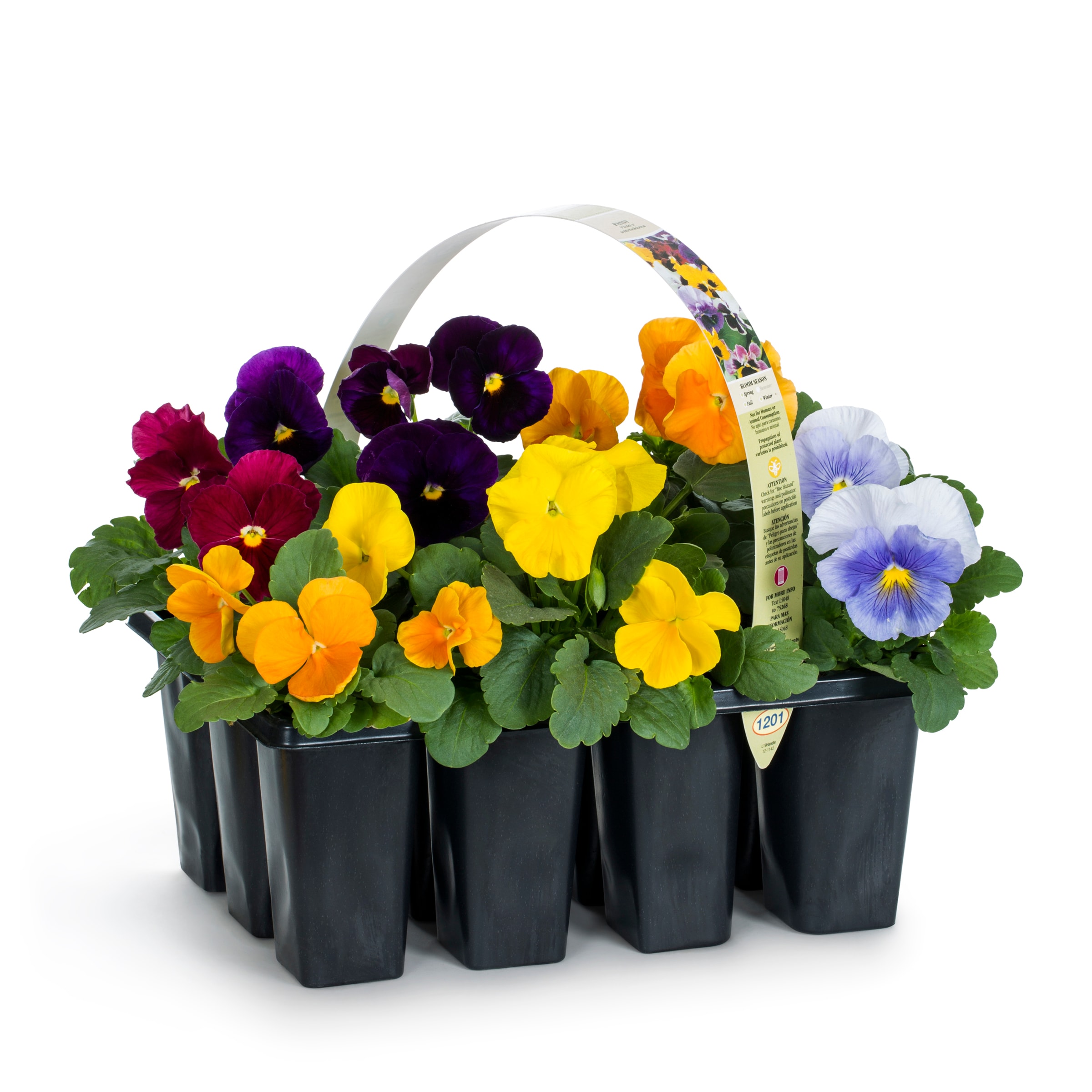 Lowe's Multicolor Pansy in 12-Pack Tray in the Annuals department at 
